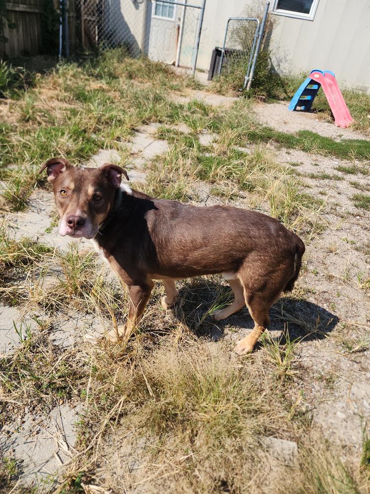 Enlarge Edward, a Adoptable Pit Bull Terrier in Evansville, IN image 3/6