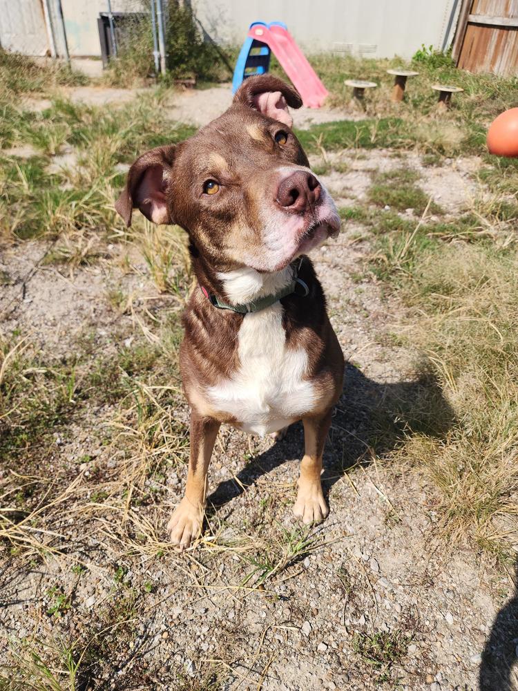 Enlarge Edward, a Adoptable Pit Bull Terrier in Evansville, IN image 4/6