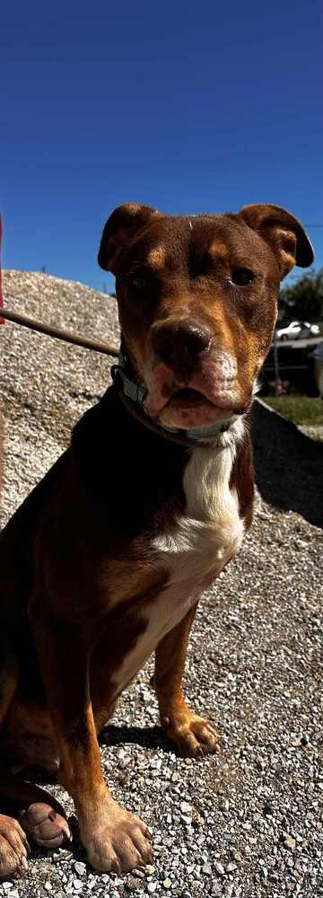 Edward, a Adoptable Pit Bull Terrier in Evansville, IN image 2/5