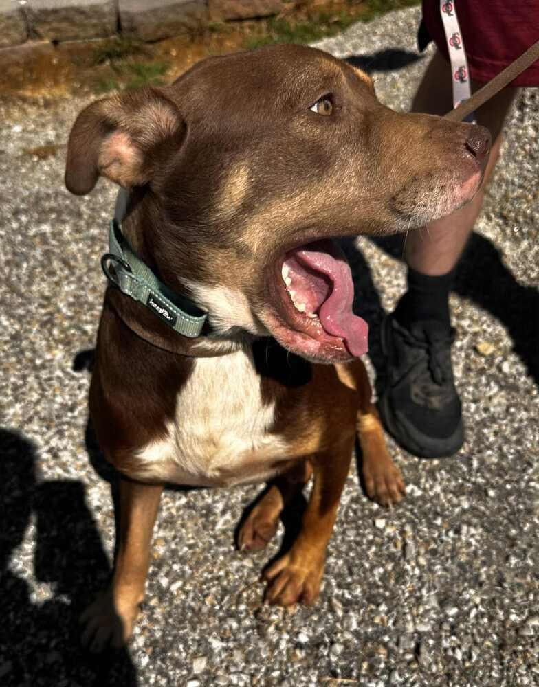 Edward, a Adoptable Pit Bull Terrier in Evansville, IN image 3/5