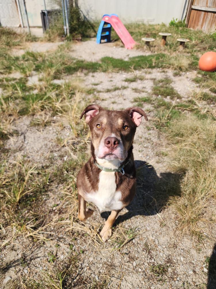 Enlarge Edward, a Adoptable Pit Bull Terrier in Evansville, IN image 5/6