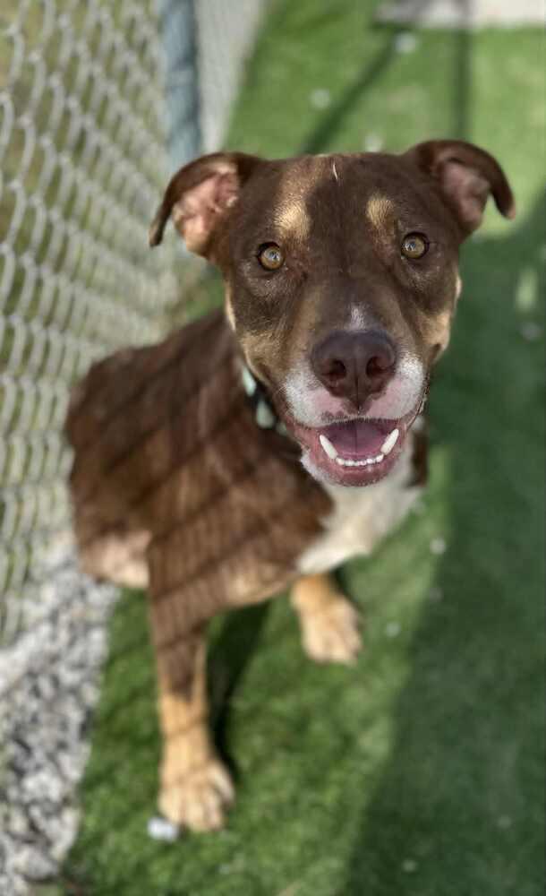 Edward, a Adoptable Pit Bull Terrier in Evansville, IN image 4/5