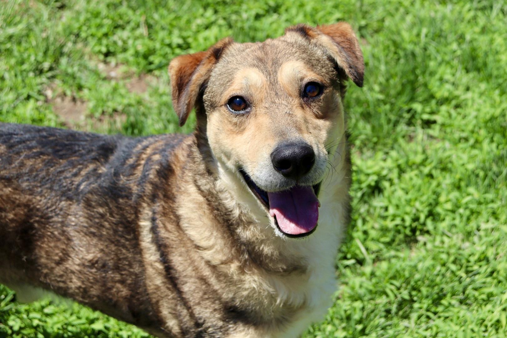 Freddie, Adult Male German Shepherd Dog