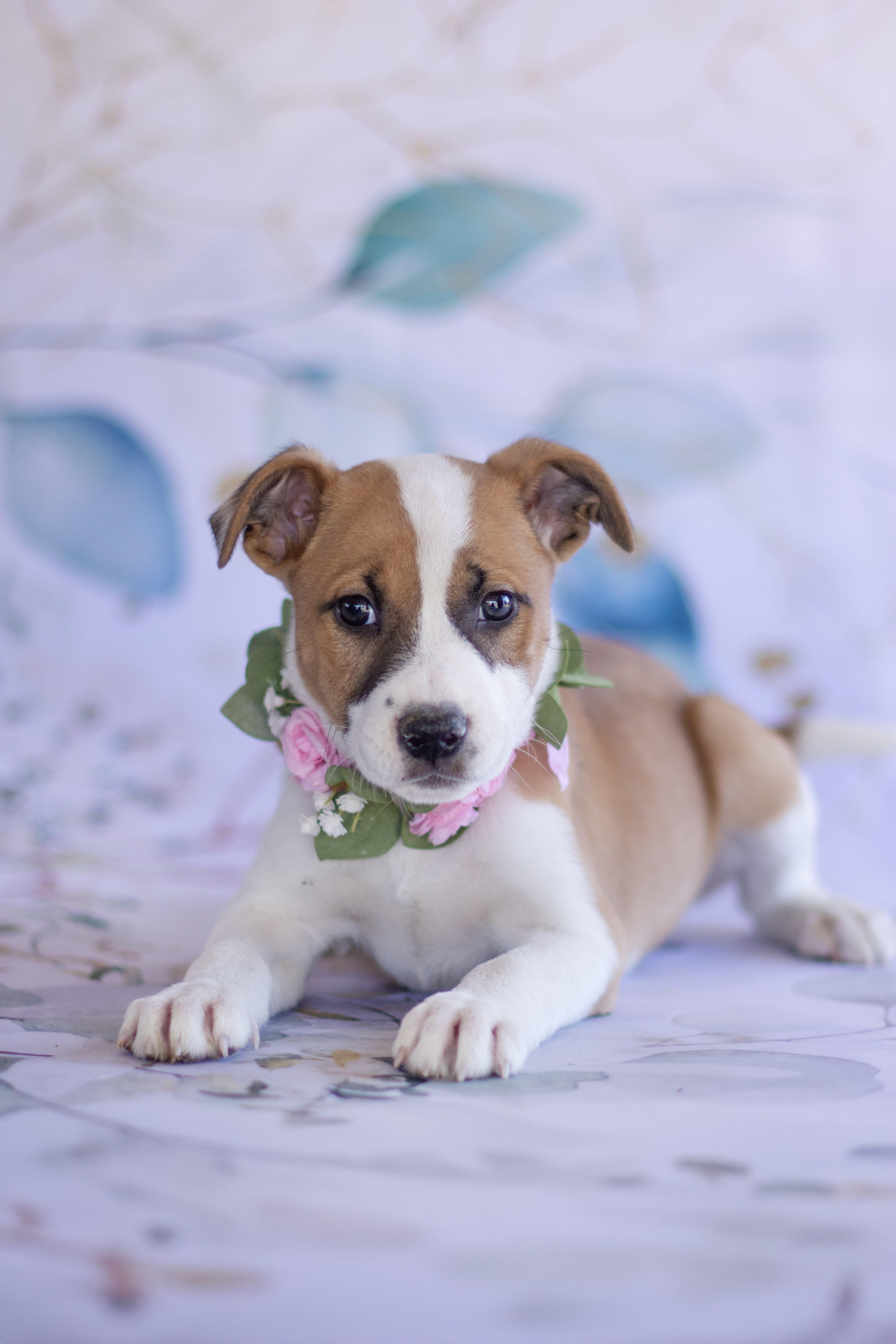 Enlarge Lavender , a ADOPTABLE mixed breed in Indianapolis, IN image 1/1