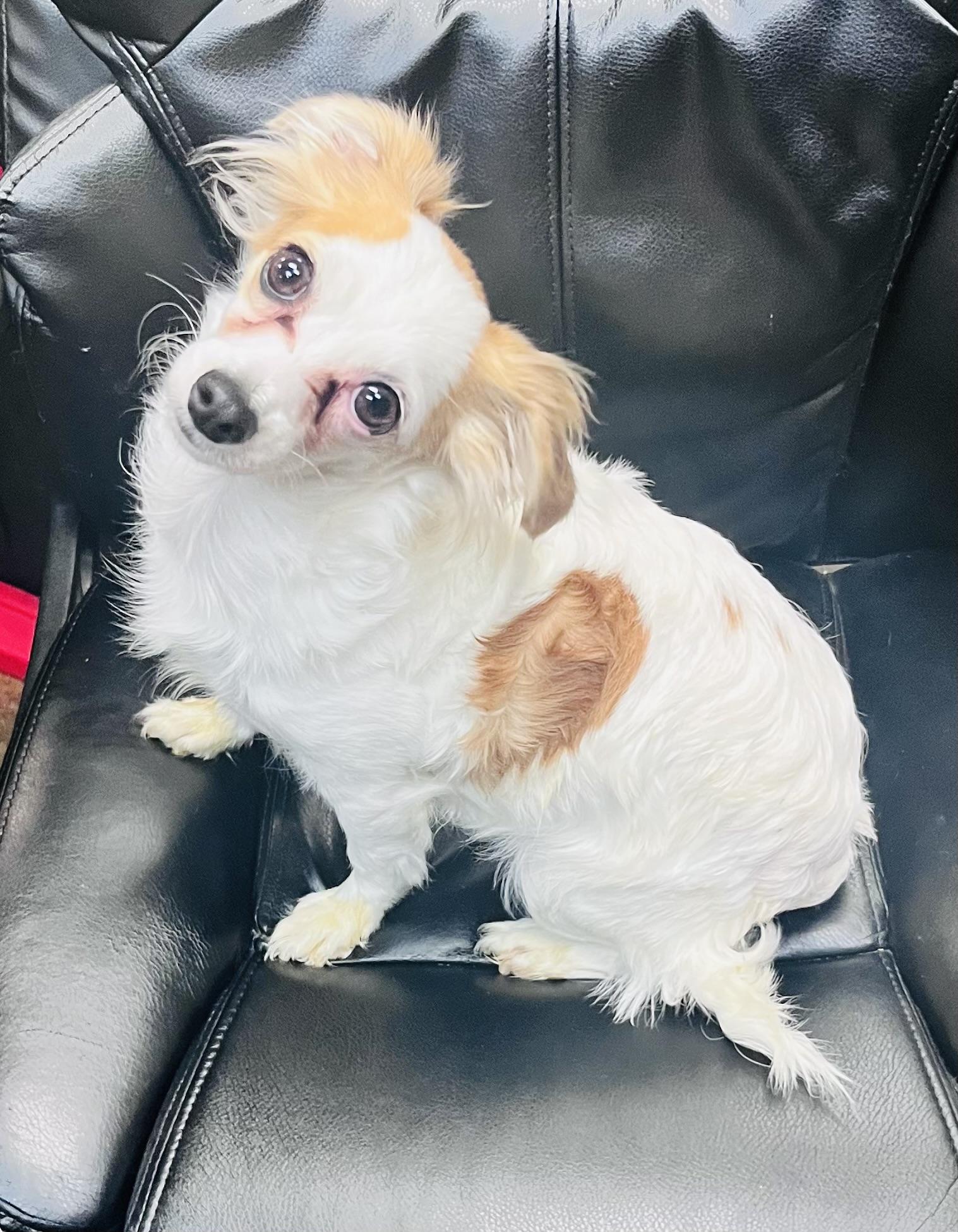 Penny, Adoptable, Adult Female Chihuahua.