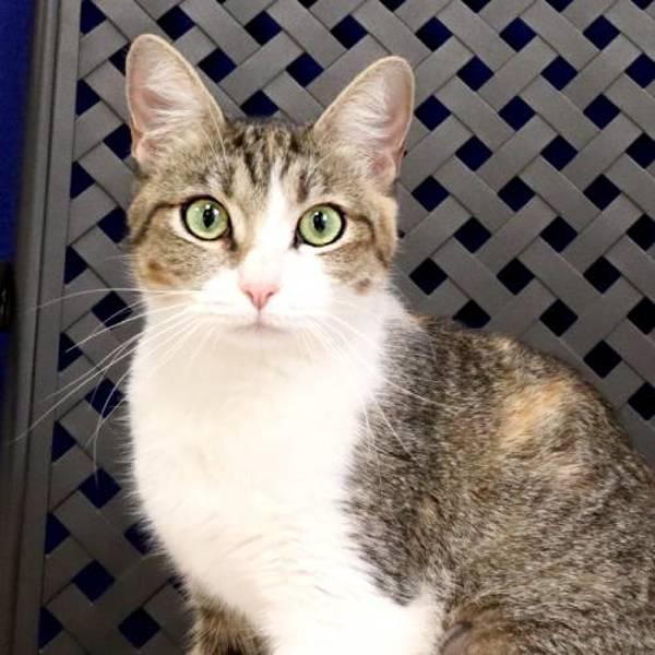 Juniper, a Adoptable mixed breed in Midland, TX image 1/2