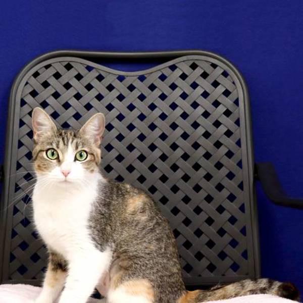 Juniper, a Adoptable mixed breed in Midland, TX image 2/2