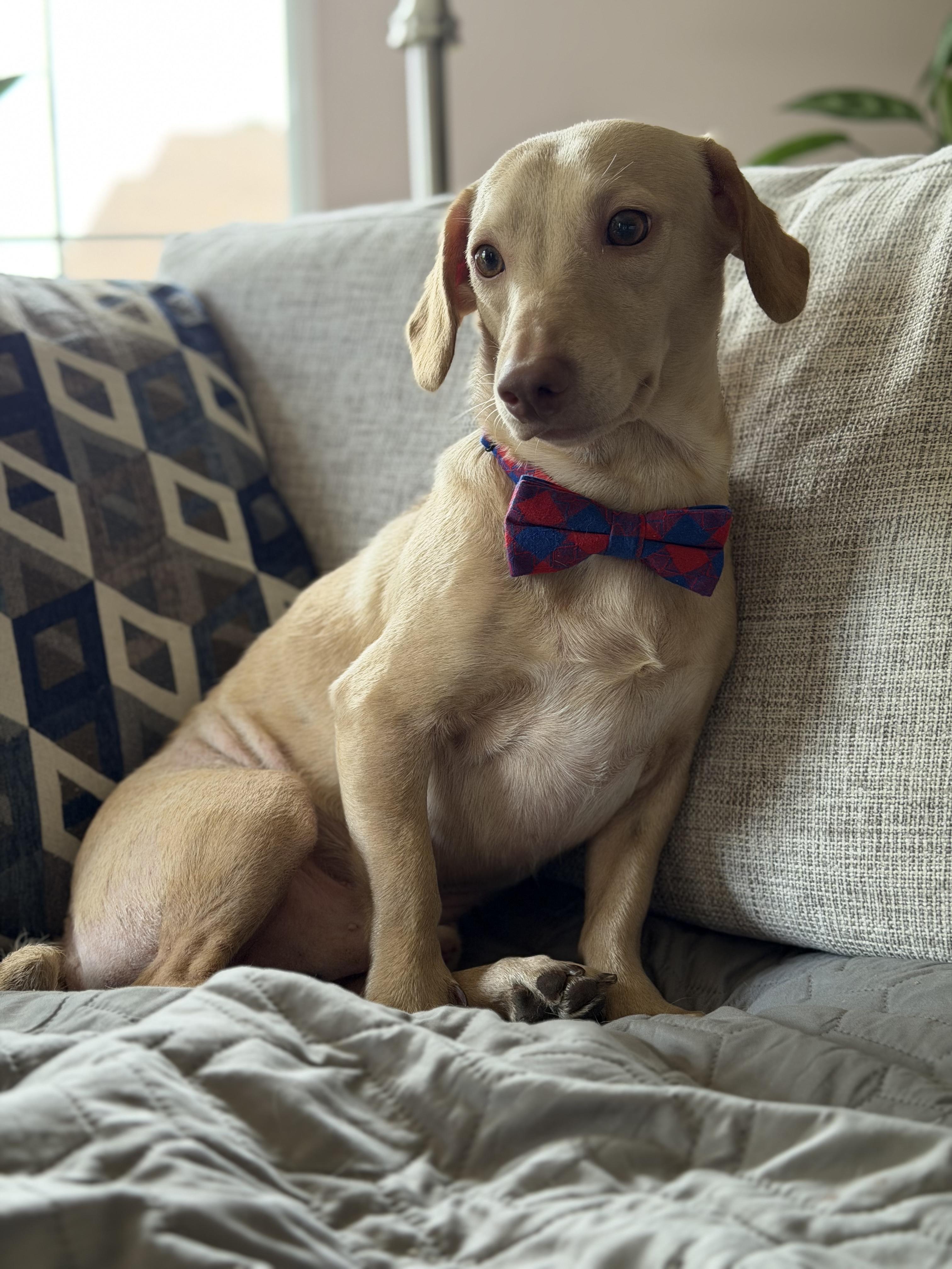 Marshall, adopted, Young Male Dachshund.