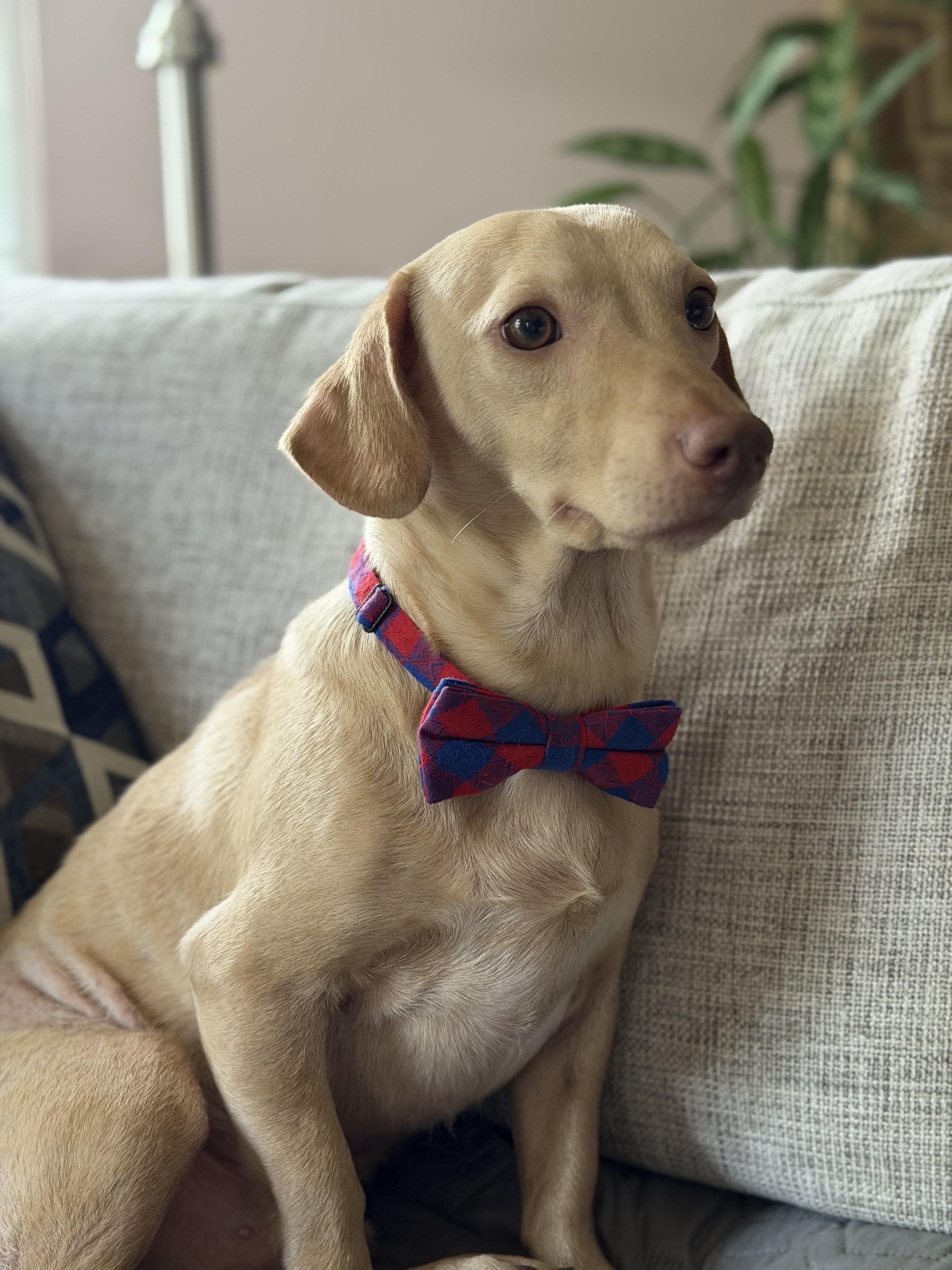 Marshall, an adopted Dachshund in Maryville, TN image 4/5