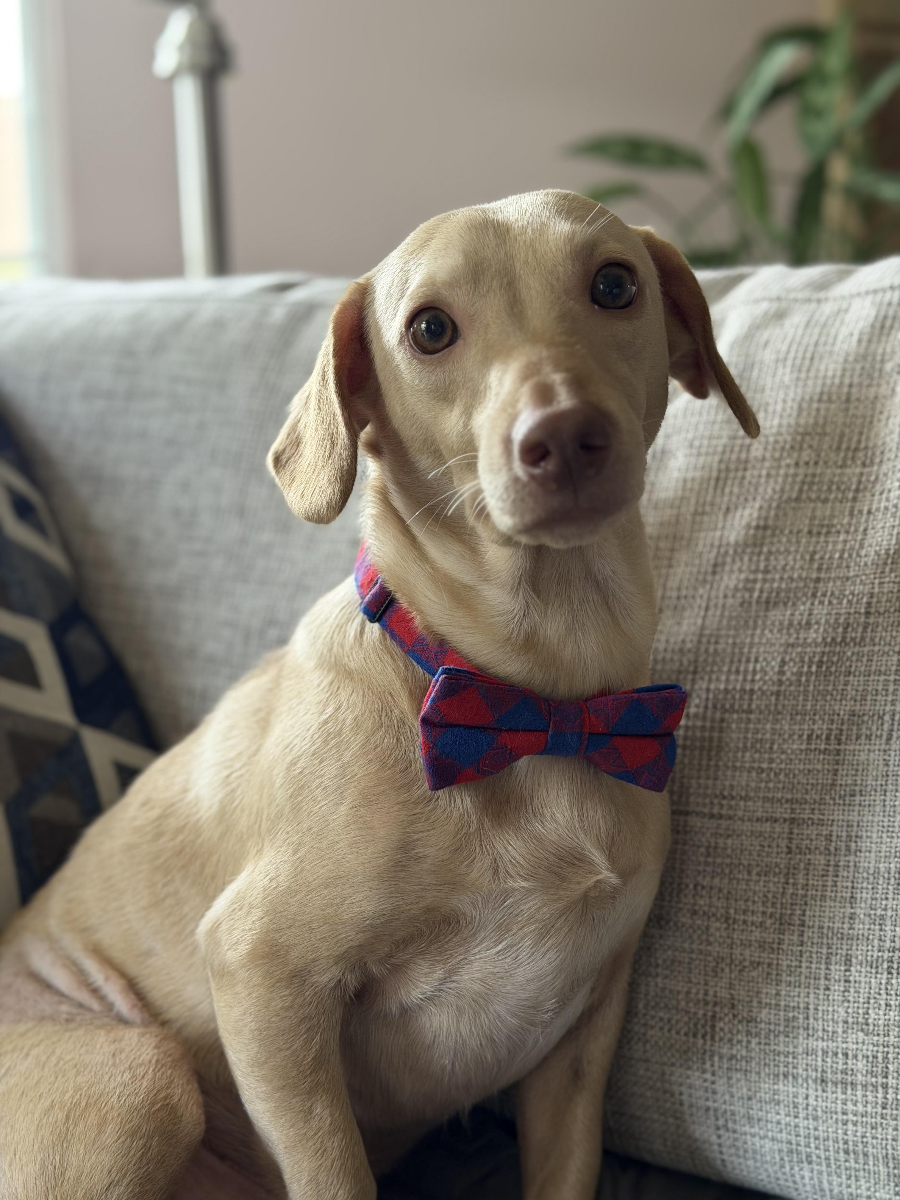 Marshall, an adopted Dachshund in Maryville, TN image 2/5