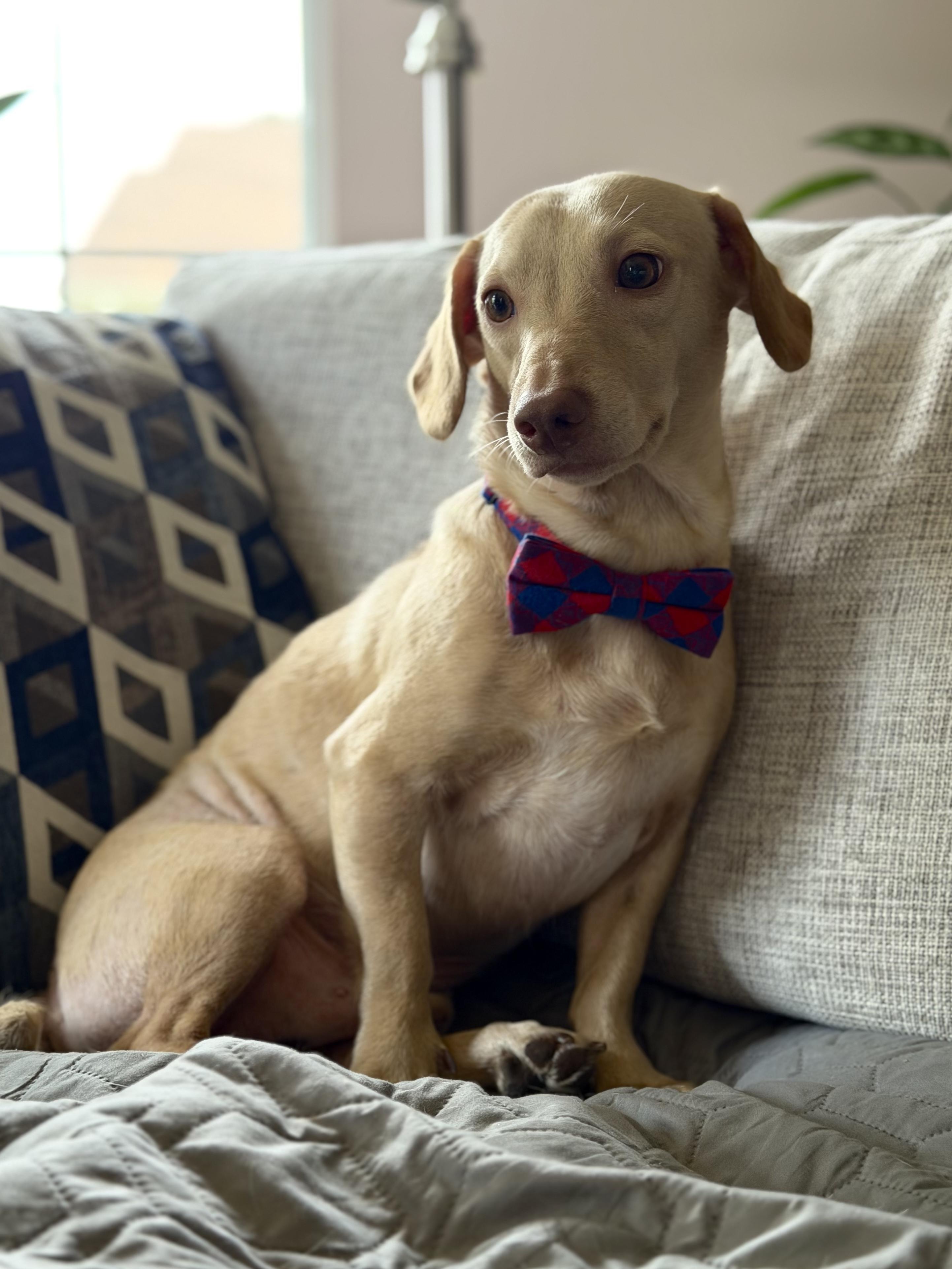 Marshall, an adopted Dachshund in Maryville, TN image 5/5