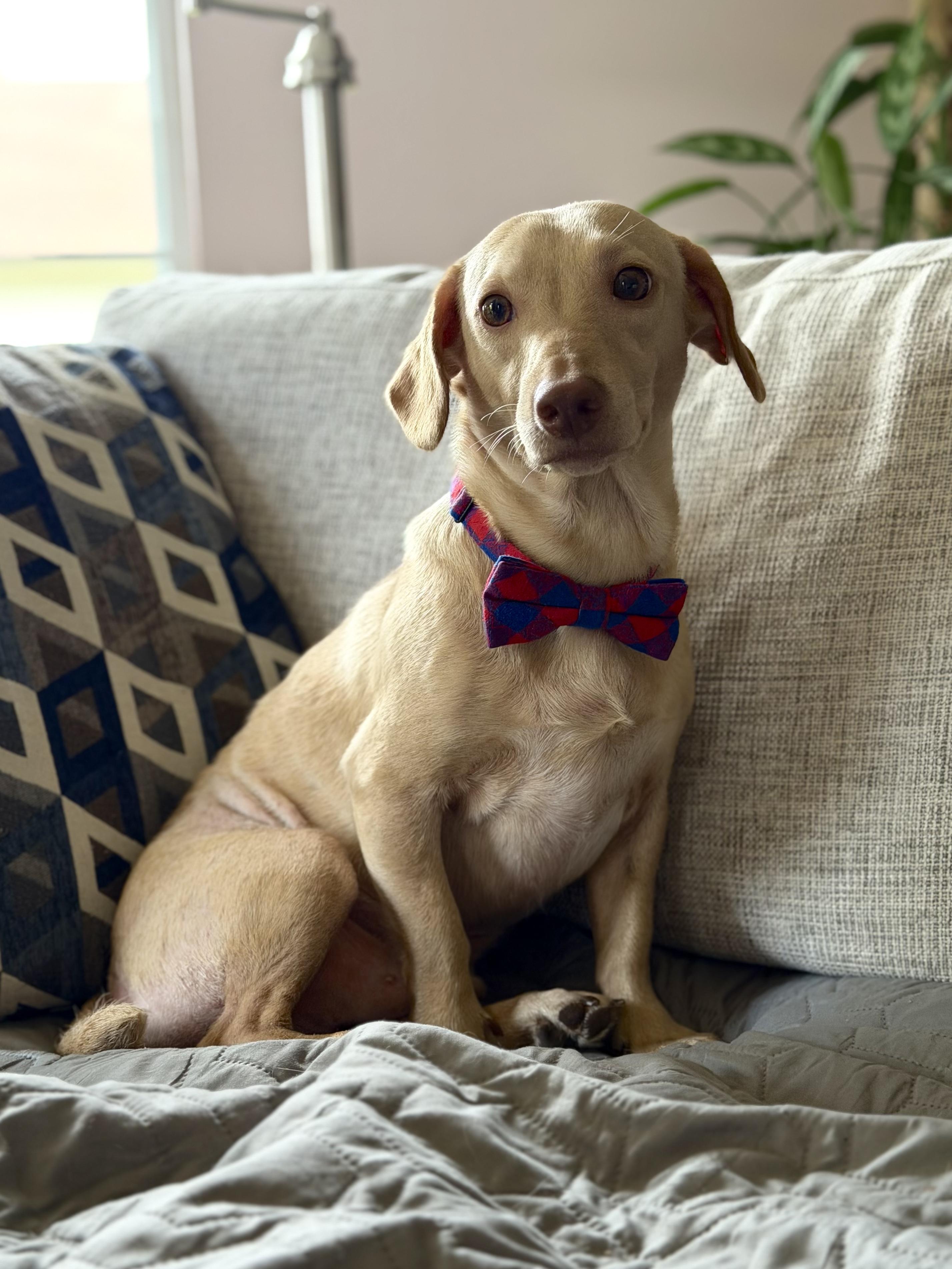 Marshall, an adopted Dachshund in Maryville, TN image 3/5
