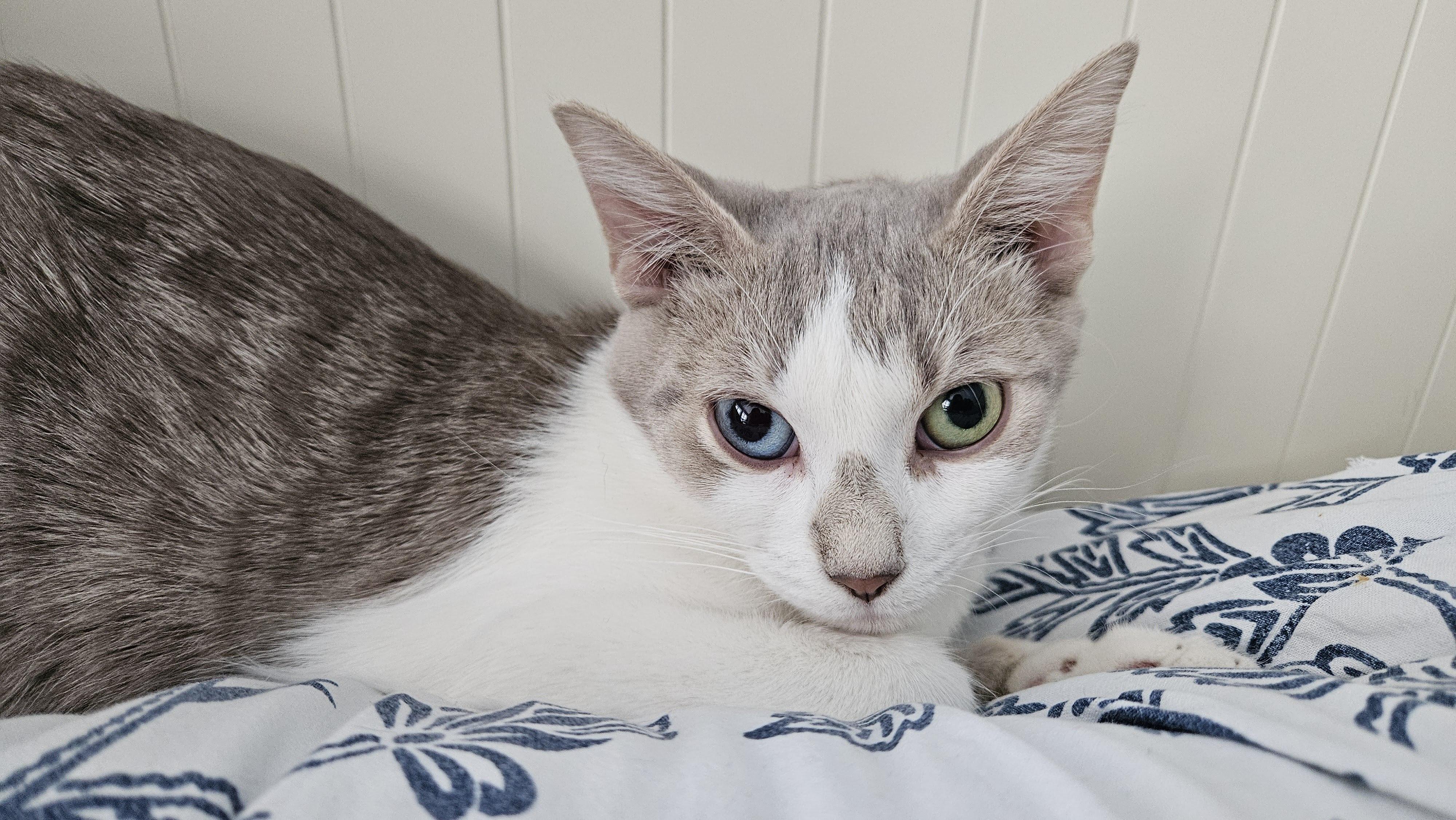 Maple, adoptable, Kitten Female Domestic Short Hair.