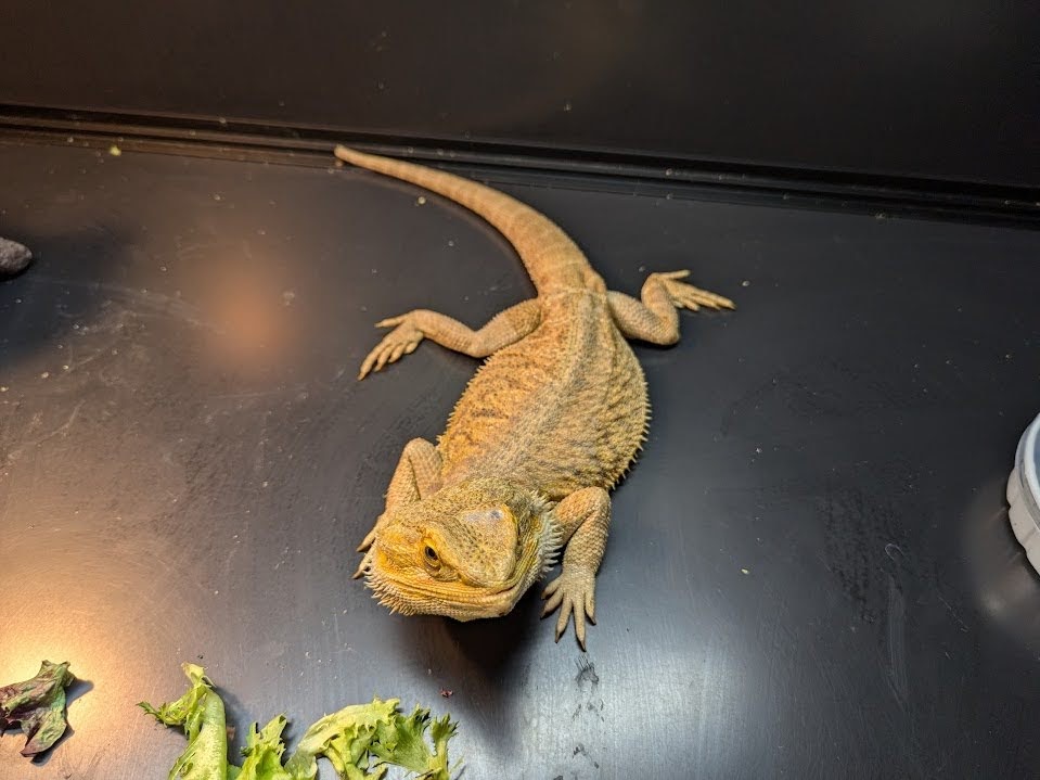 Reptile for adoption Gig Harbor, a Bearded Dragon in WA