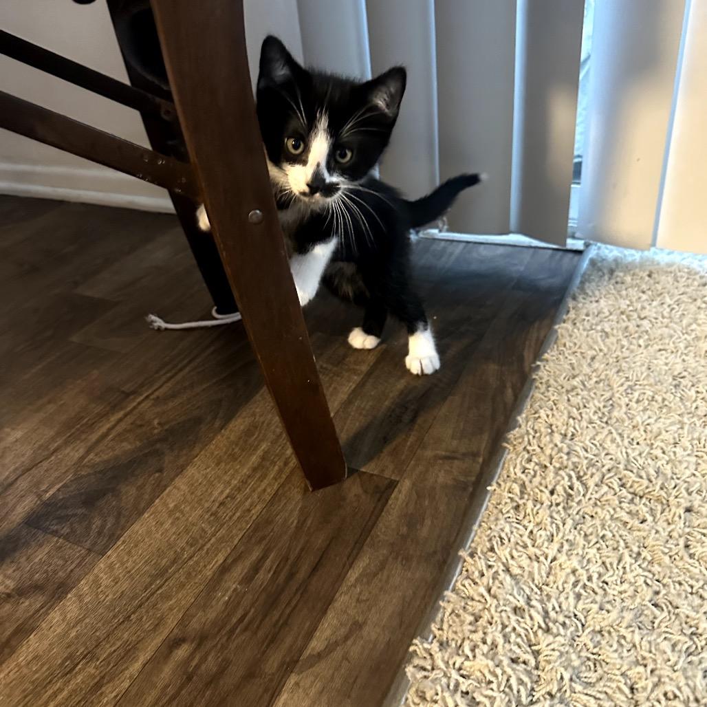 Enlarge Oreo, a Adoptable Domestic Short Hair in Pacific Palisades, CA image 1/5