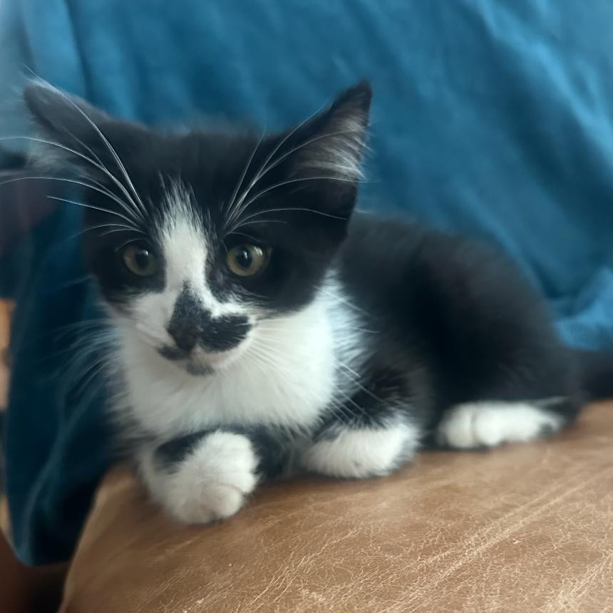 Enlarge Oreo, a Adoptable Domestic Short Hair in Pacific Palisades, CA image 2/5