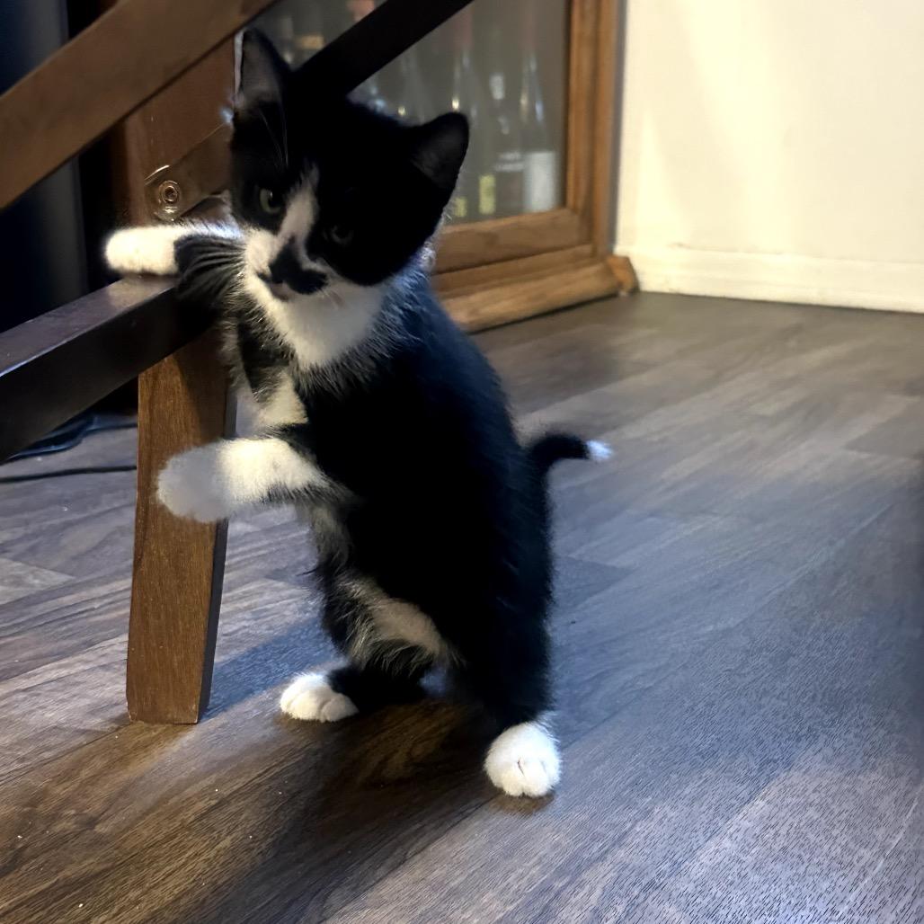 Enlarge Oreo, a Adoptable Domestic Short Hair in Pacific Palisades, CA image 3/5