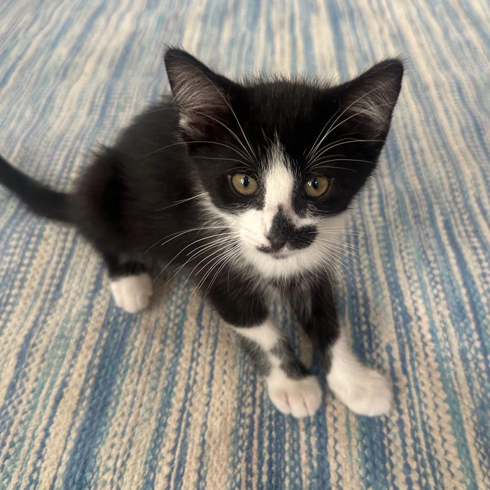Enlarge Oreo, a Adoptable Domestic Short Hair in Pacific Palisades, CA image 4/5