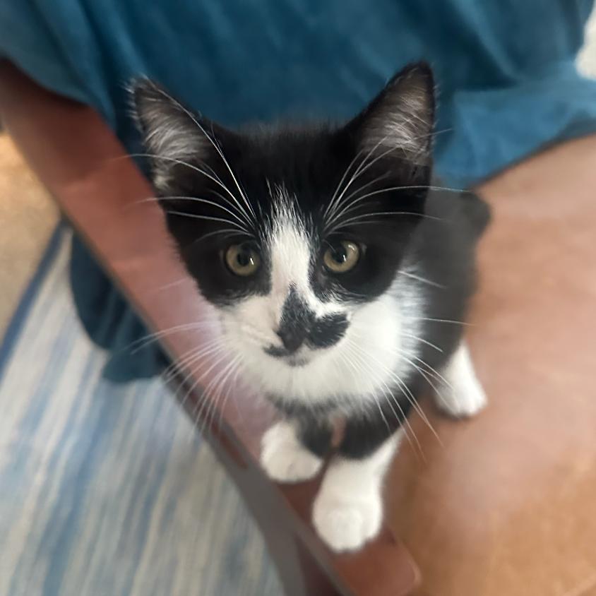 Enlarge Oreo, a Adoptable Domestic Short Hair in Pacific Palisades, CA image 5/5