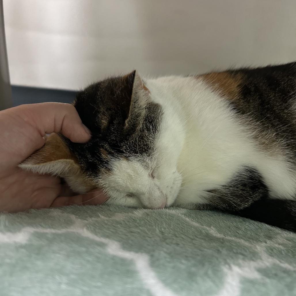 Enlarge Eliza 28335, a Adoptable Domestic Short Hair in Middleburg, FL image 1/5