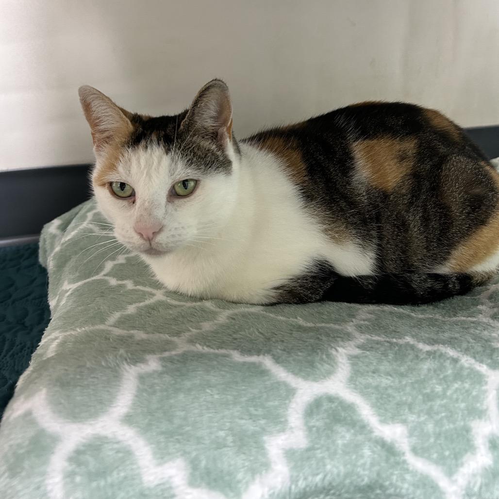 Enlarge Eliza 28335, a Adoptable Domestic Short Hair in Middleburg, FL image 2/5