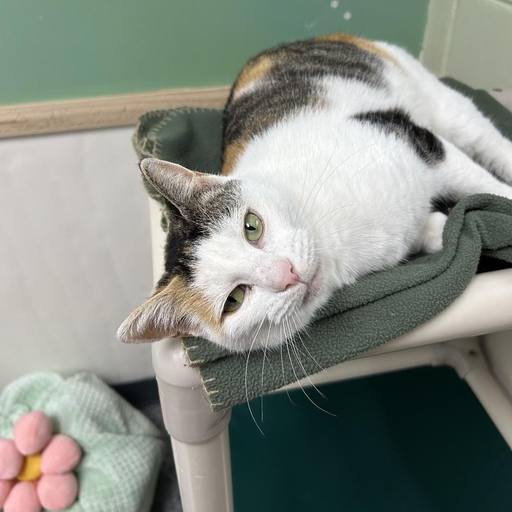 Enlarge Eliza 28335, a Adoptable Domestic Short Hair in Middleburg, FL image 3/5