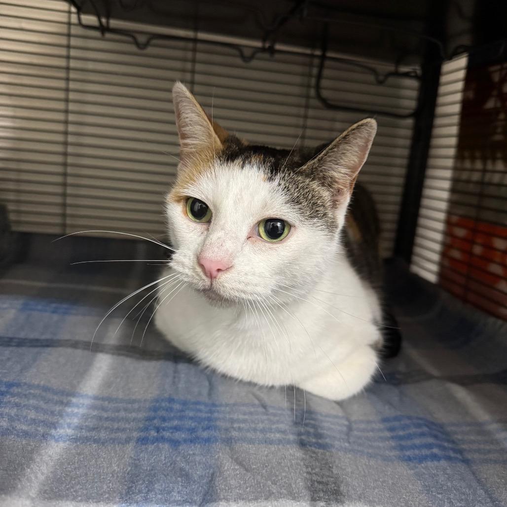 Enlarge Eliza 28335, a Adoptable Domestic Short Hair in Middleburg, FL image 5/5