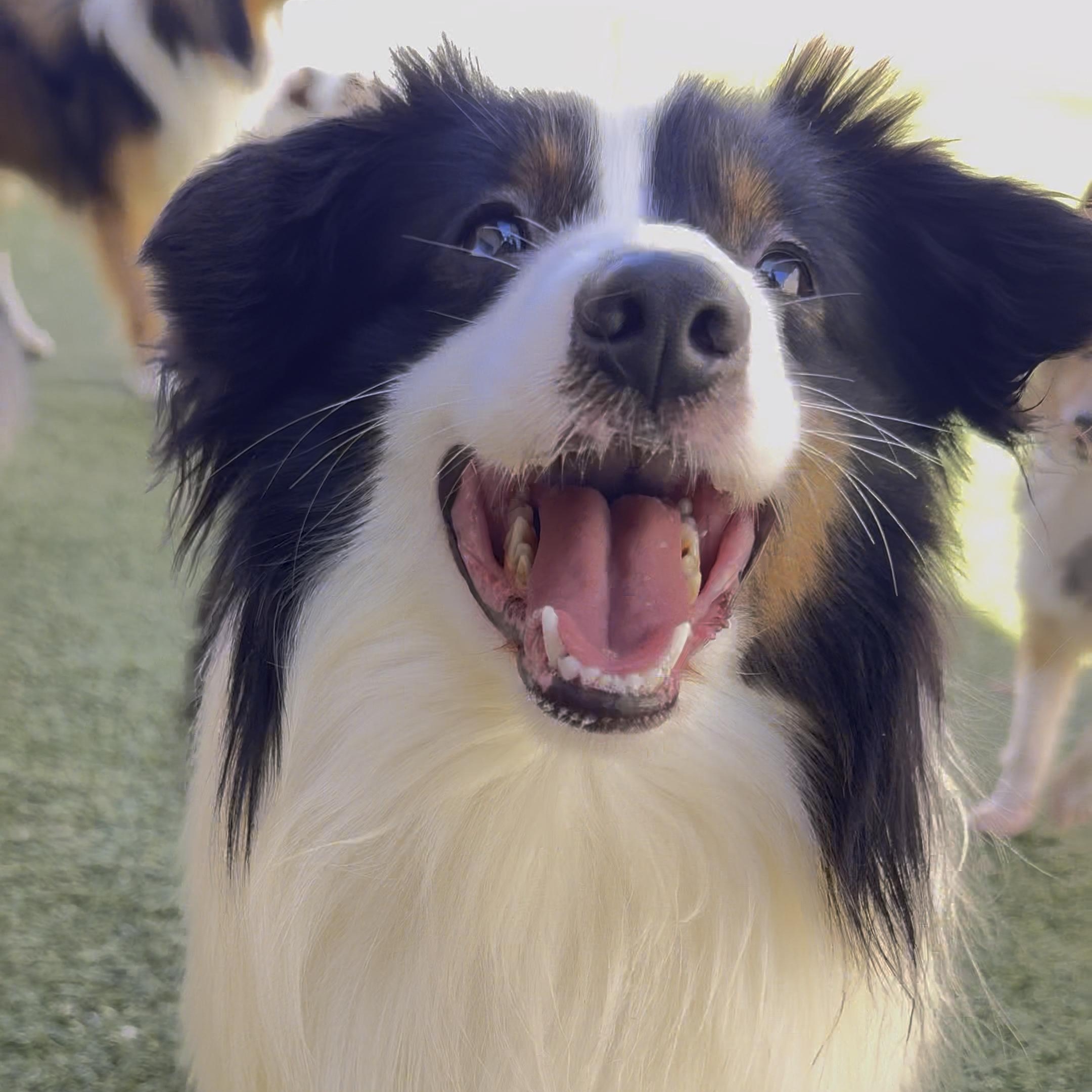 Enlarge Cullen, a Adoptable mixed breed in Charlotte, NC image 3/5
