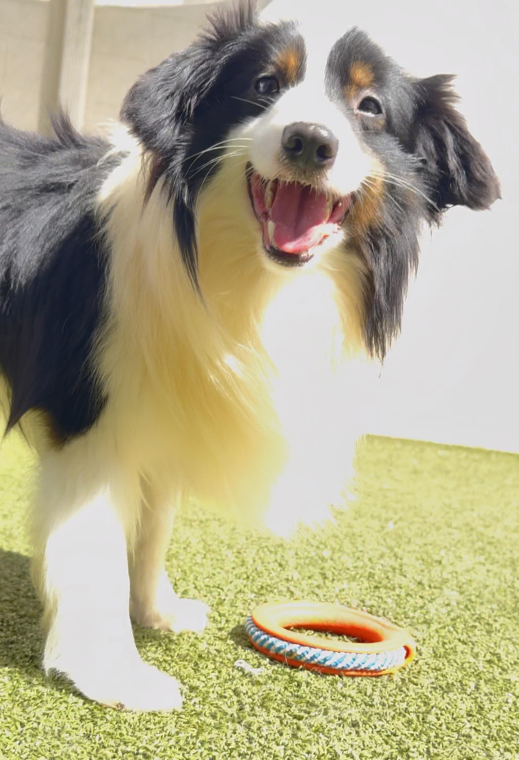 Cullen, an adoptable Shetland Sheepdog / Sheltie, Papillon in Charlotte, NC, 28210 | Photo Image 4