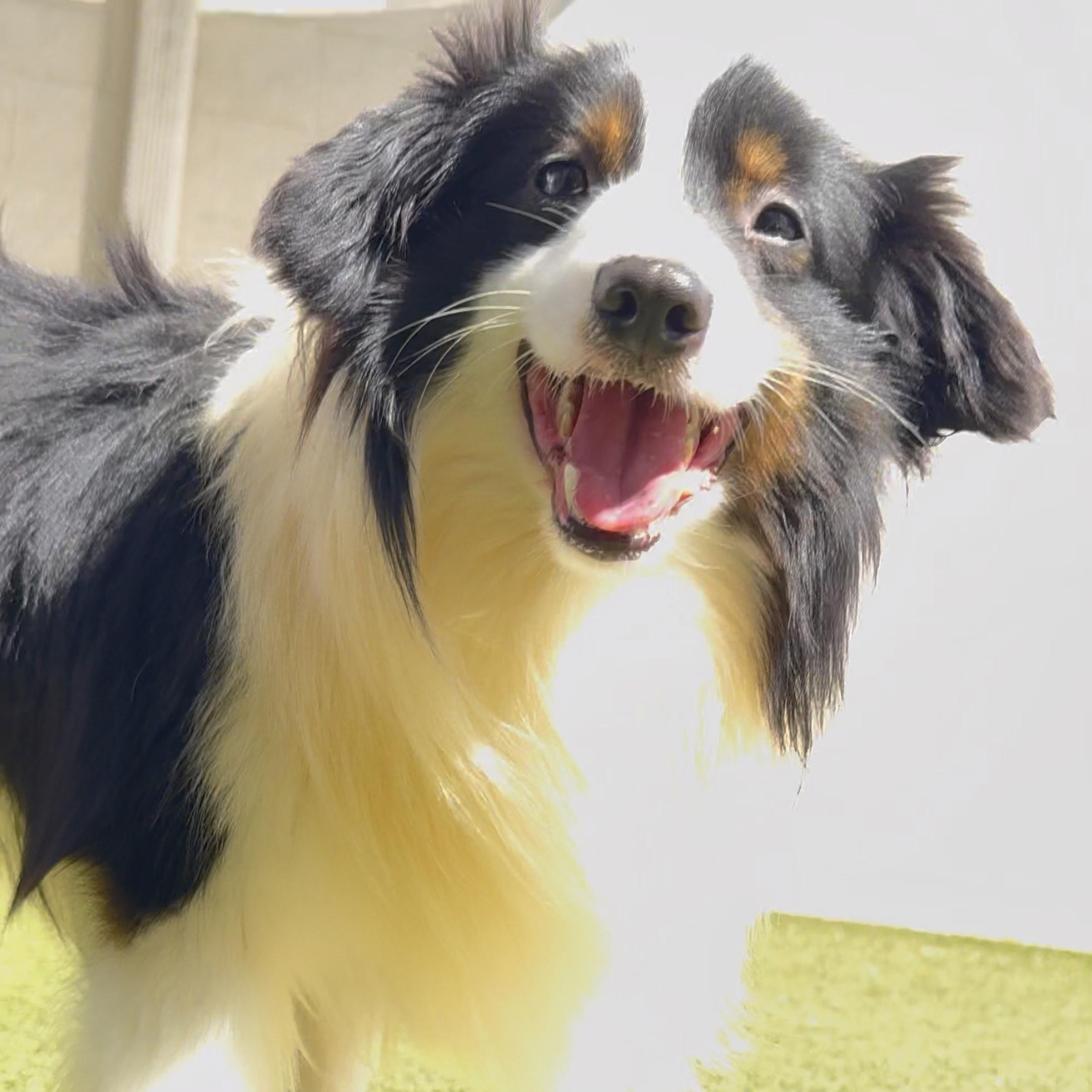 Enlarge Cullen, a Adoptable mixed breed in Charlotte, NC image 2/5