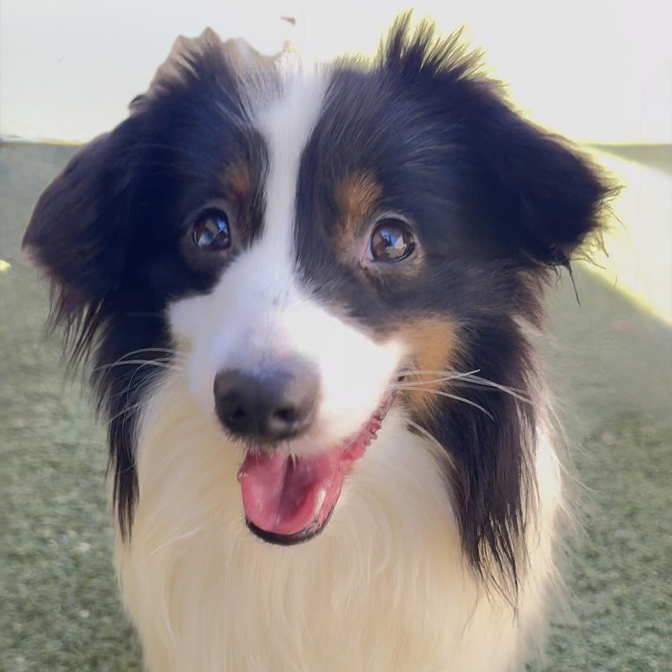 Cullen, Adoptable, Young Male Shetland Sheepdog / Sheltie & Papillon.