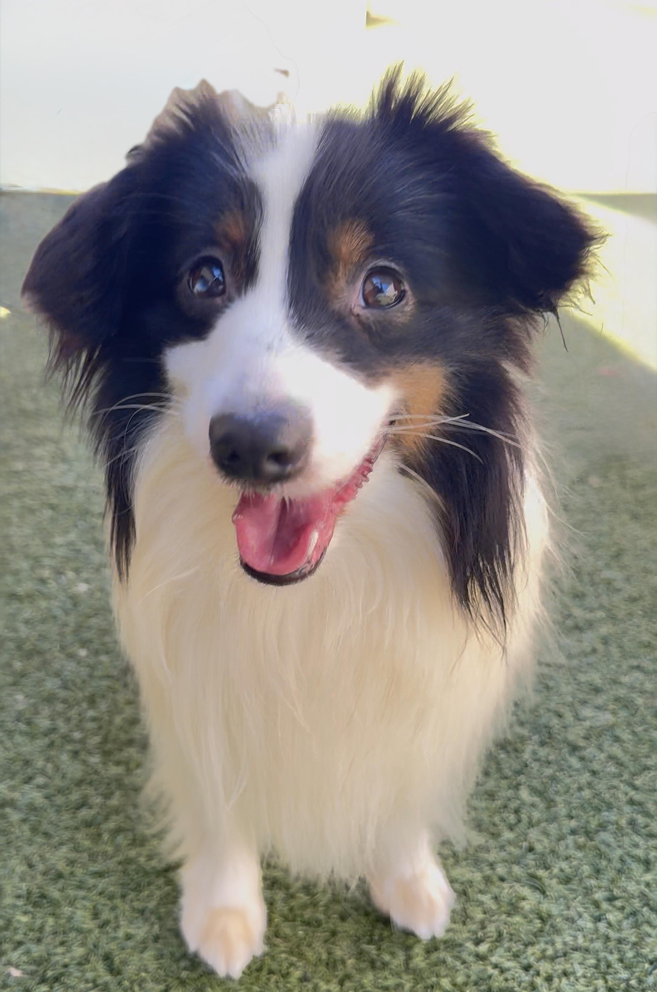 Cullen, an adoptable Shetland Sheepdog / Sheltie, Papillon in Charlotte, NC, 28210 | Photo Image 1