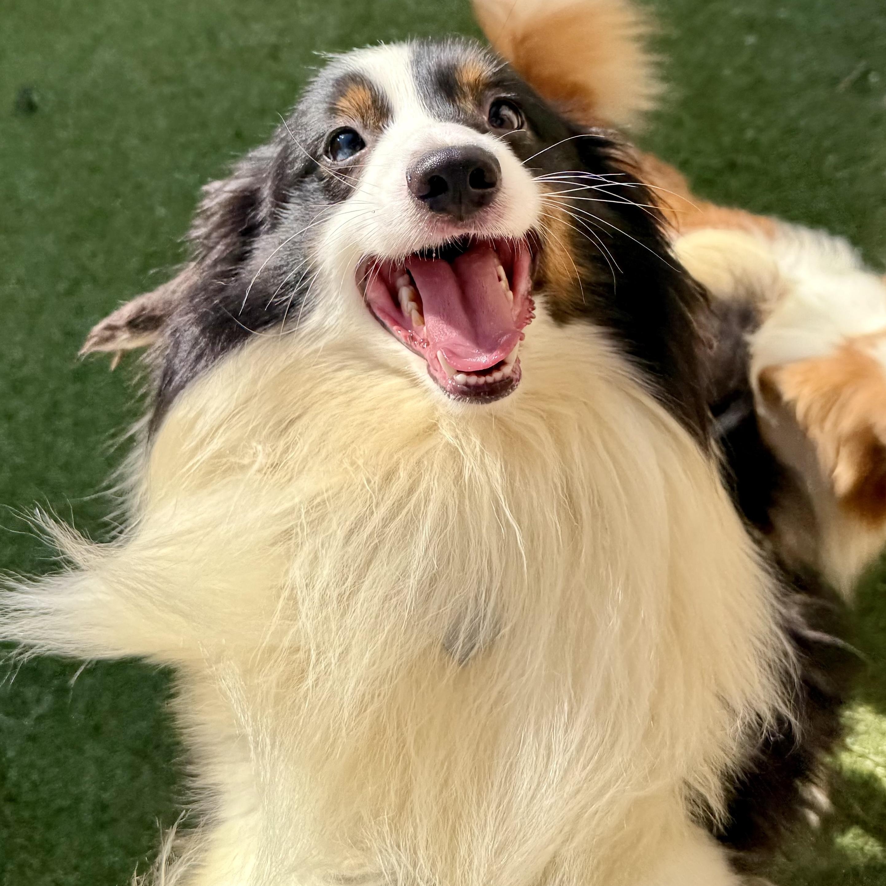 Cullen, an adoptable Shetland Sheepdog / Sheltie, Papillon in Charlotte, NC, 28210 | Photo Image 1