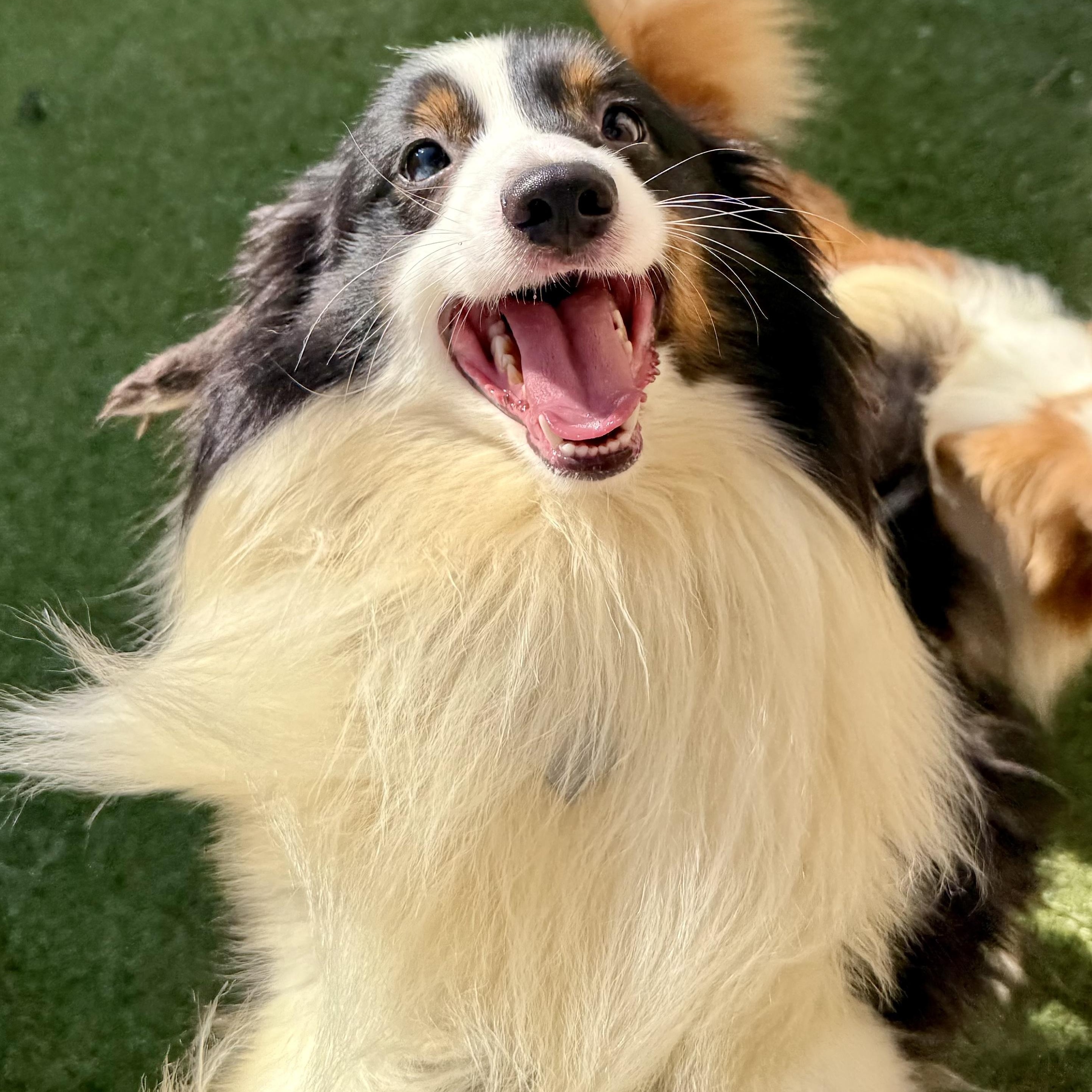 Enlarge Cullen, a Adoptable mixed breed in Charlotte, NC image 4/5