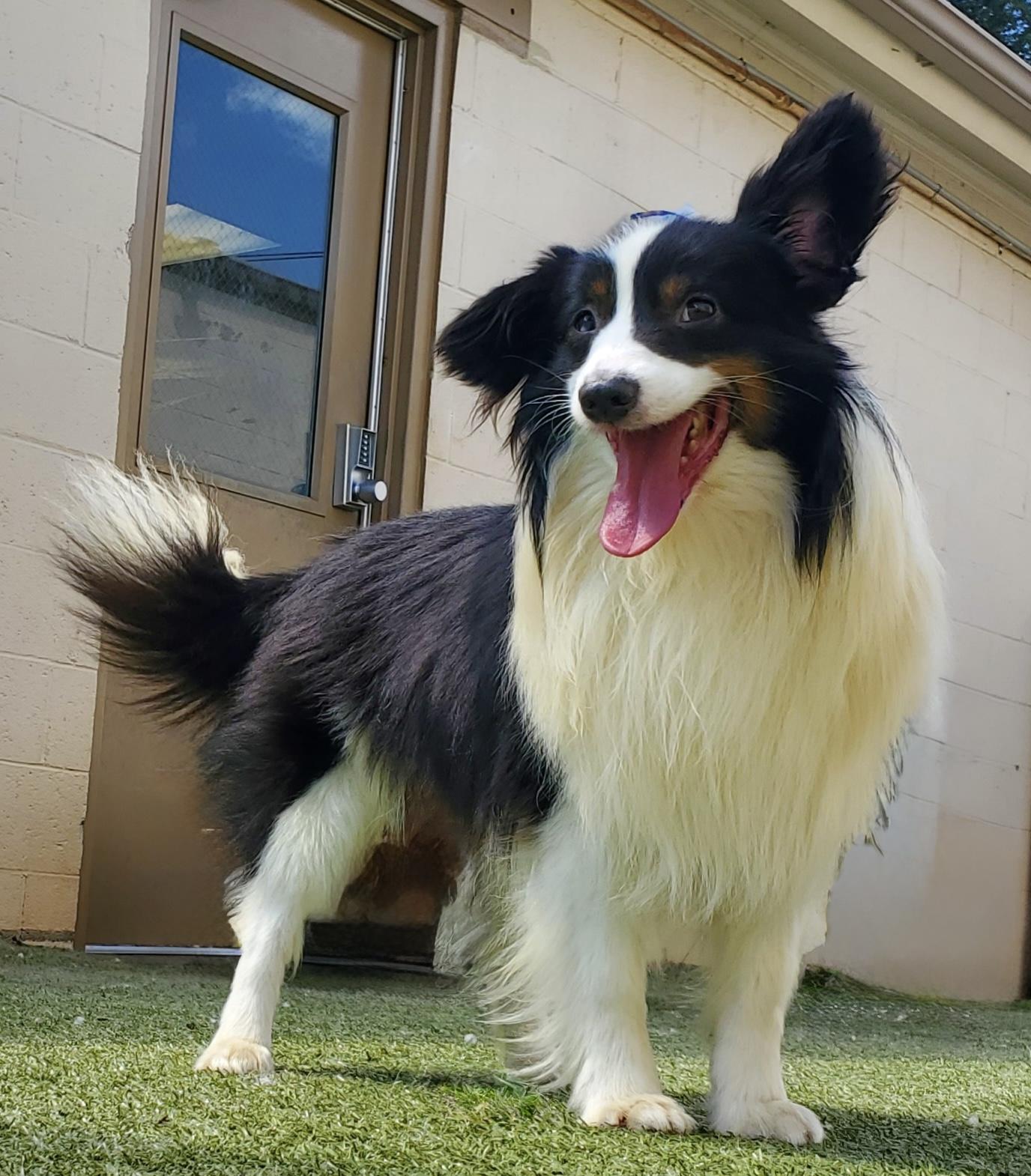Cullen, an adoptable Shetland Sheepdog / Sheltie, Papillon in Charlotte, NC, 28210 | Photo Image 3