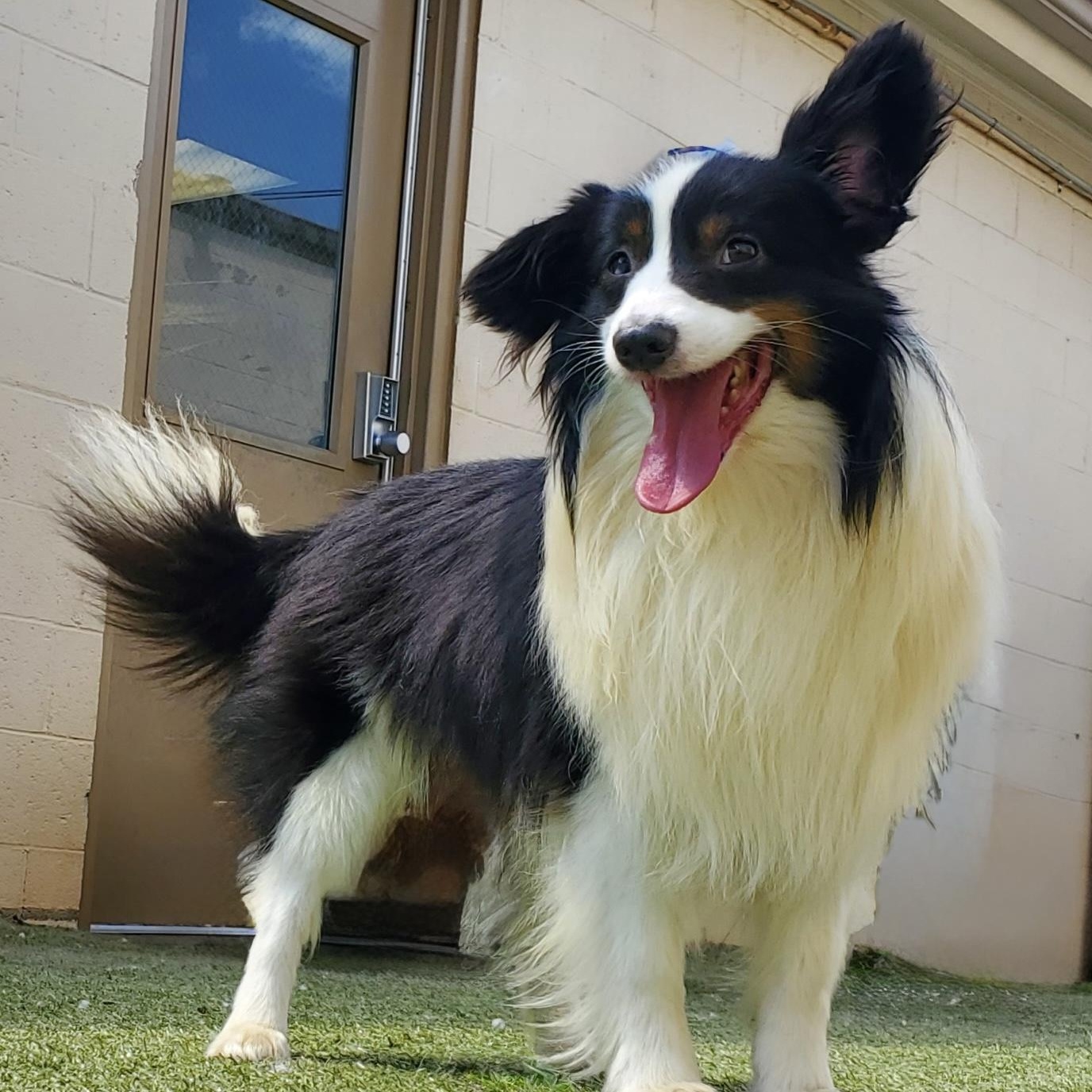 Enlarge Cullen, a Adoptable mixed breed in Charlotte, NC image 5/5