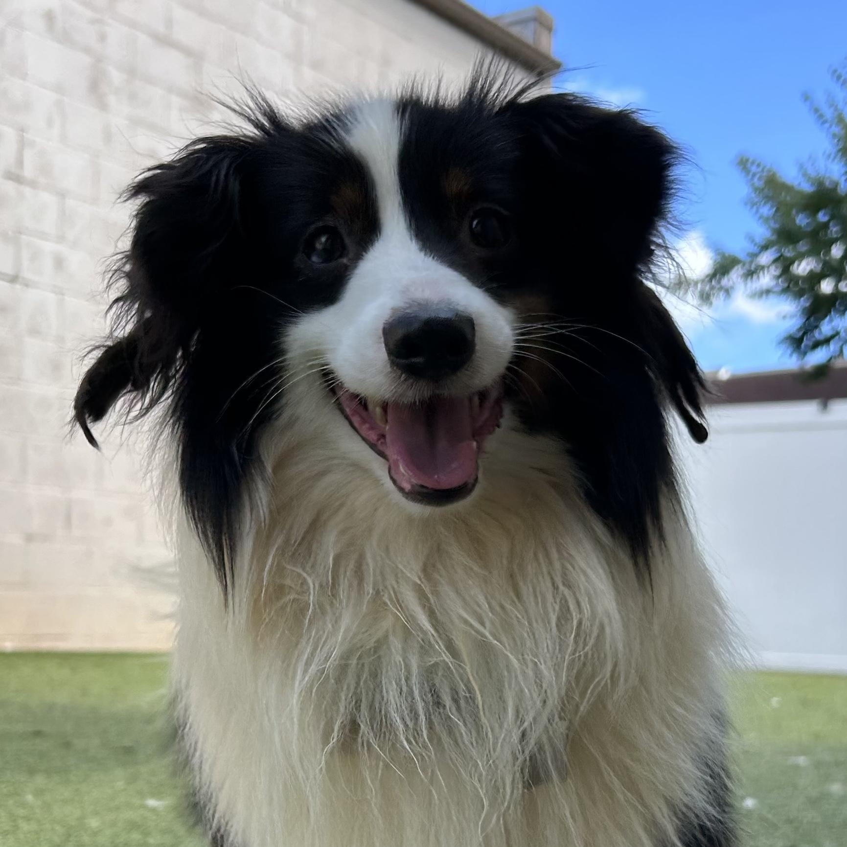Cullen, an adoptable Shetland Sheepdog / Sheltie, Papillon in Charlotte, NC, 28210 | Photo Image 2