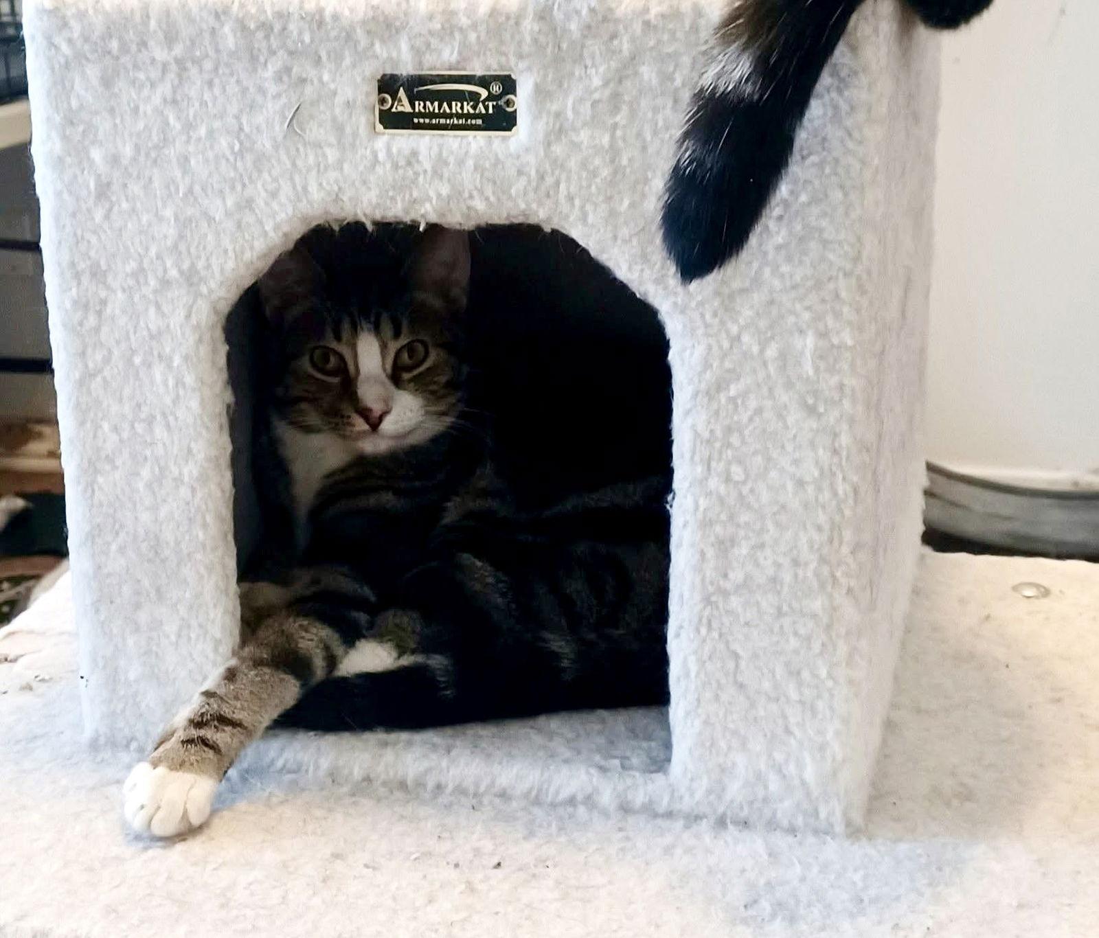 North, a Adopted Domestic Short Hair in Penndel, PA image 1/3