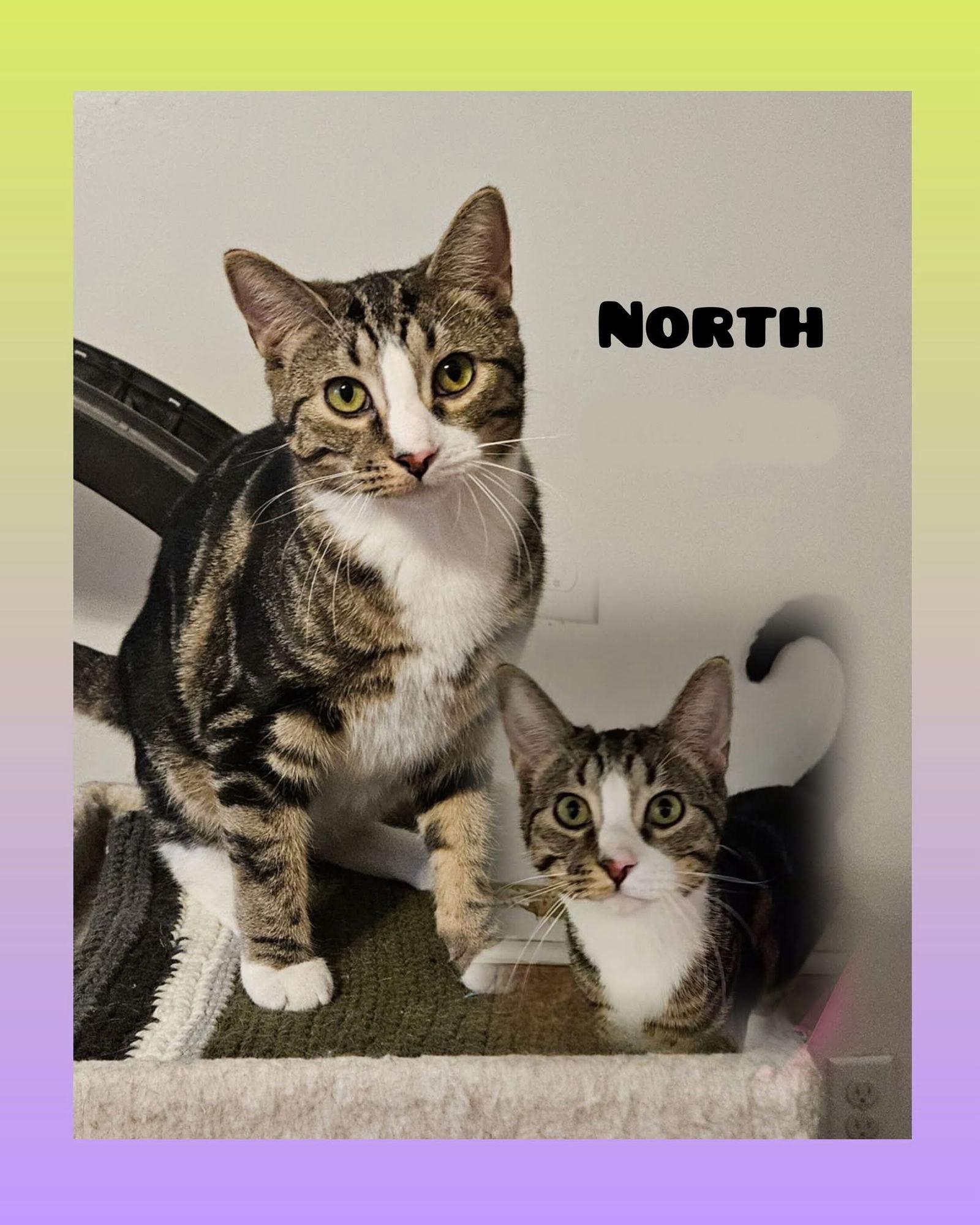 North, a Adopted Domestic Short Hair in Penndel, PA image 2/3