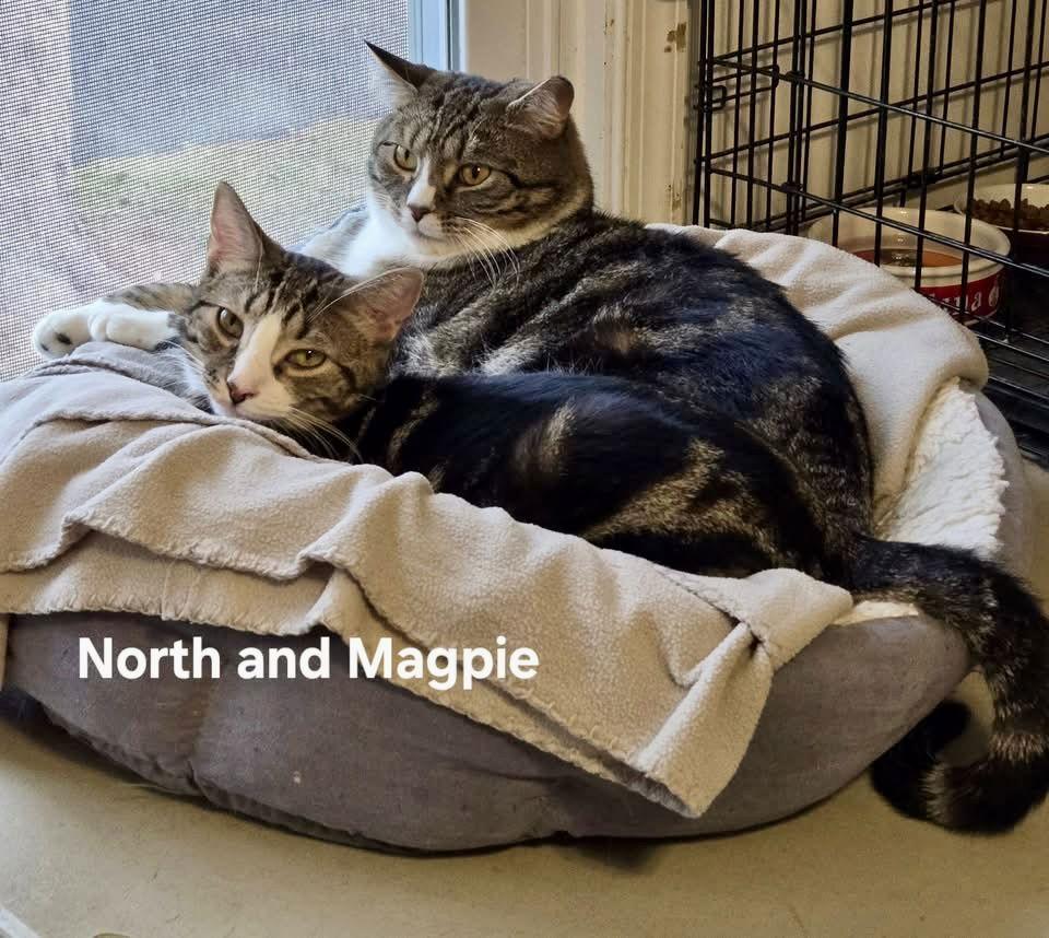 North, a Adopted Domestic Short Hair in Penndel, PA image 3/3