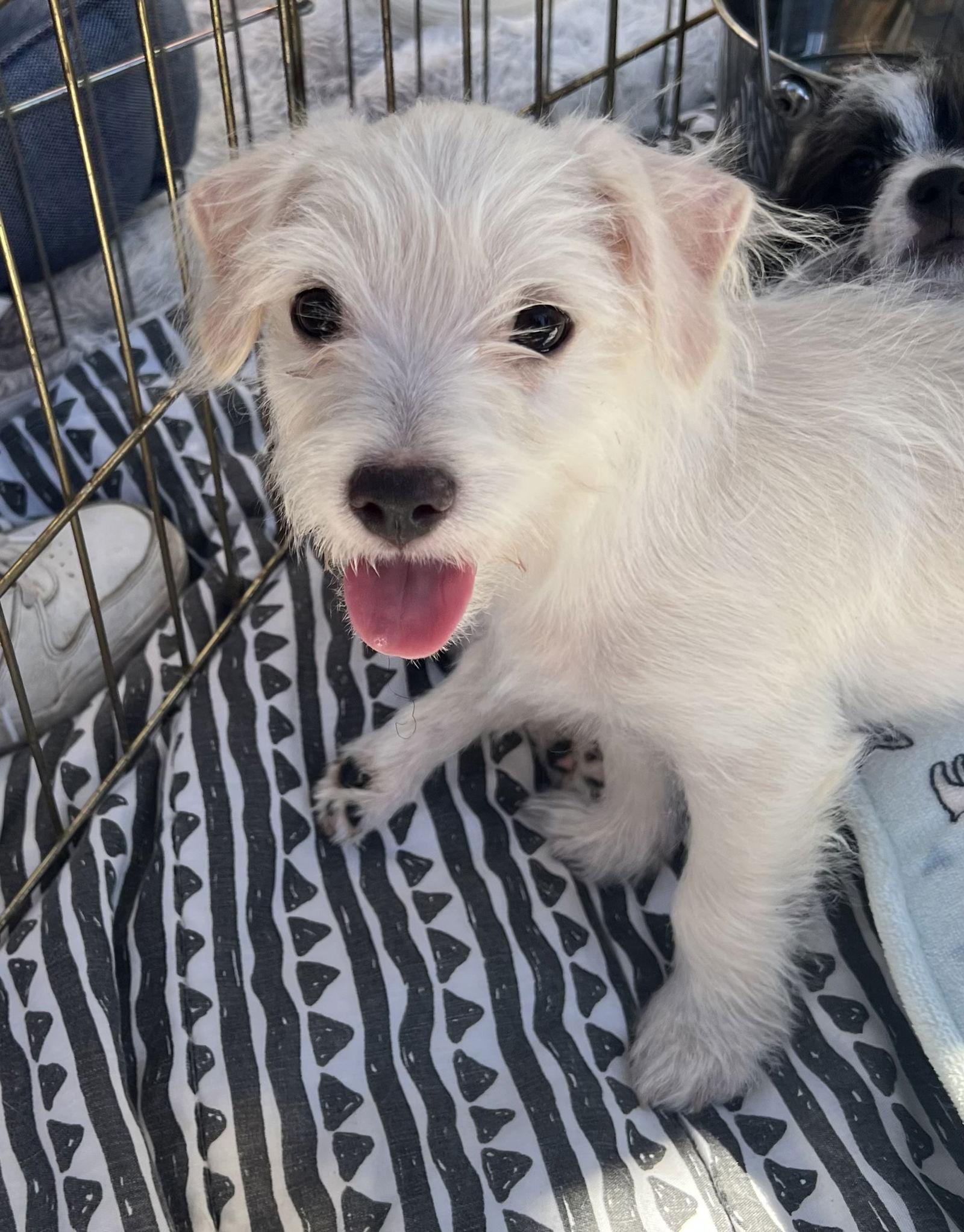 Enlarge Ferrari, a Adoptable mixed breed in Capistrano Beach, CA image 1/2