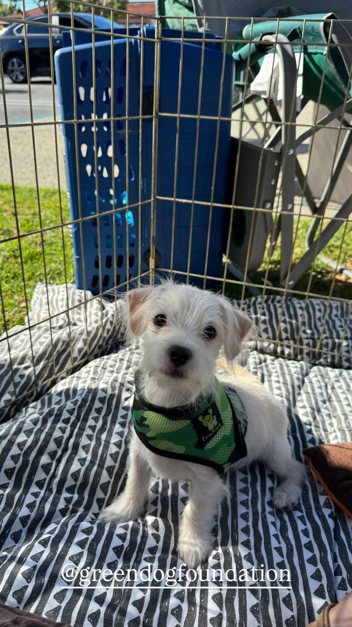 Enlarge Ferrari, a Adoptable mixed breed in Capistrano Beach, CA image 2/2