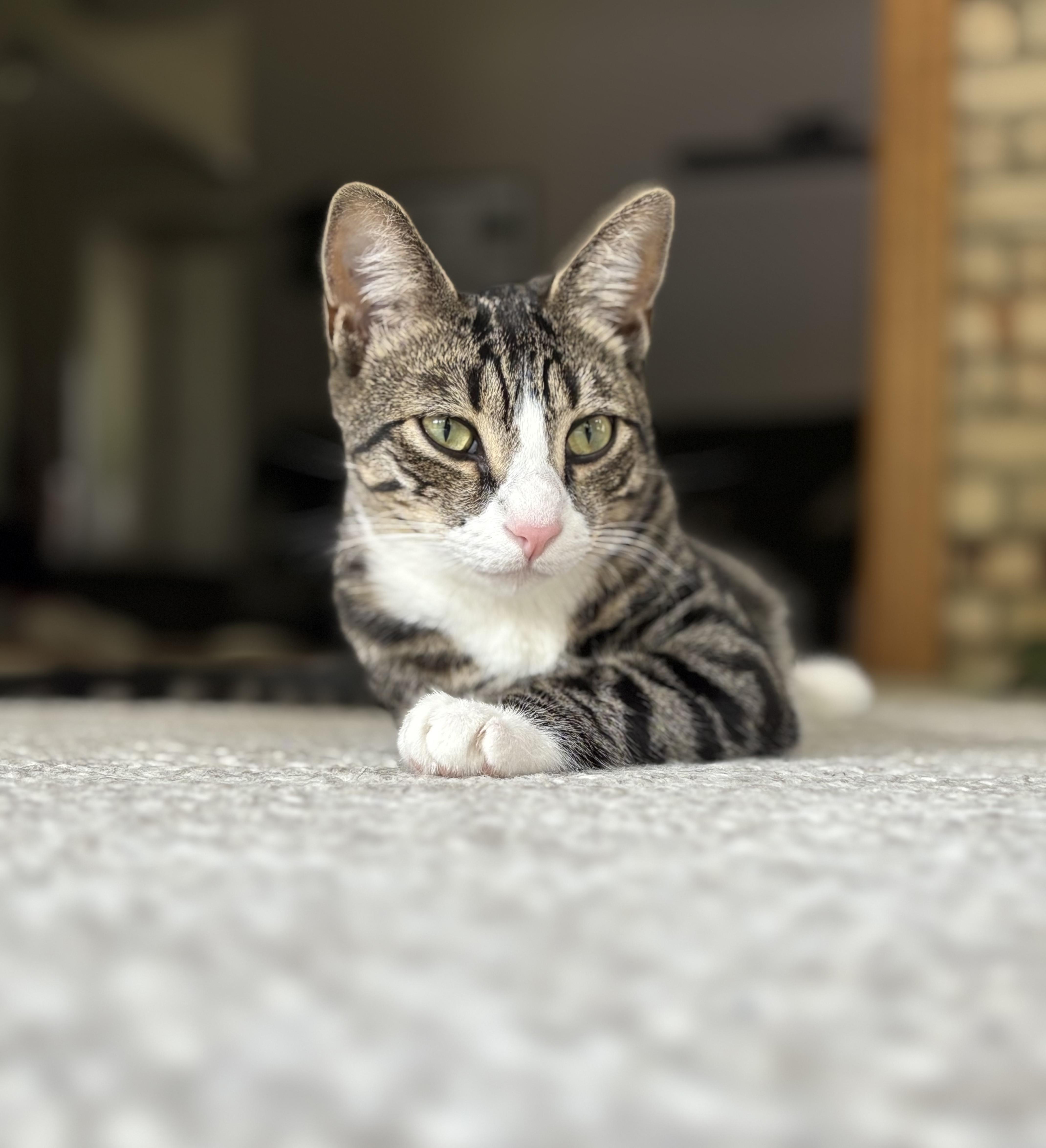 Toby