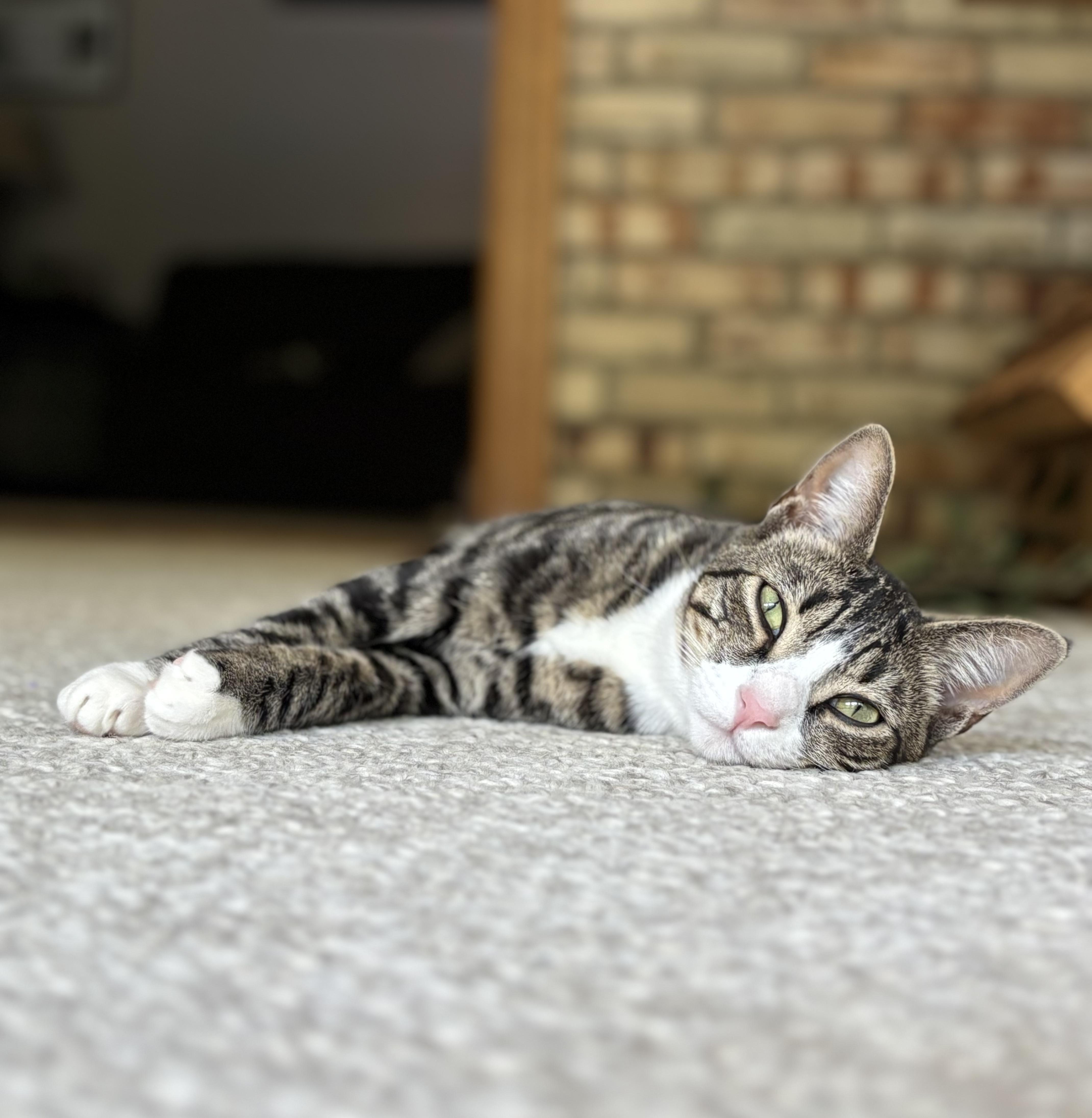 Toby 2