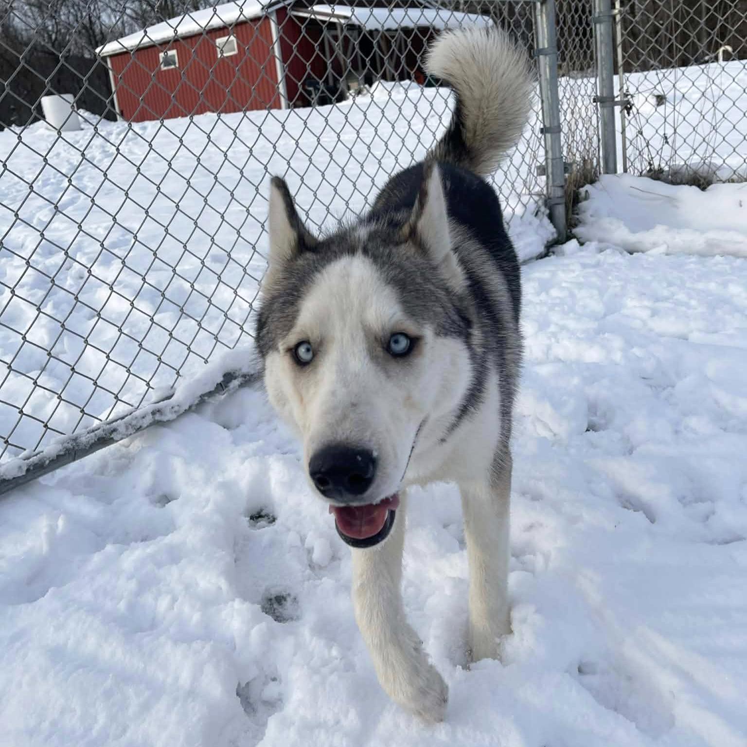 Enlarge Balto, a ADOPTABLE Husky in Olean, NY image 5/6