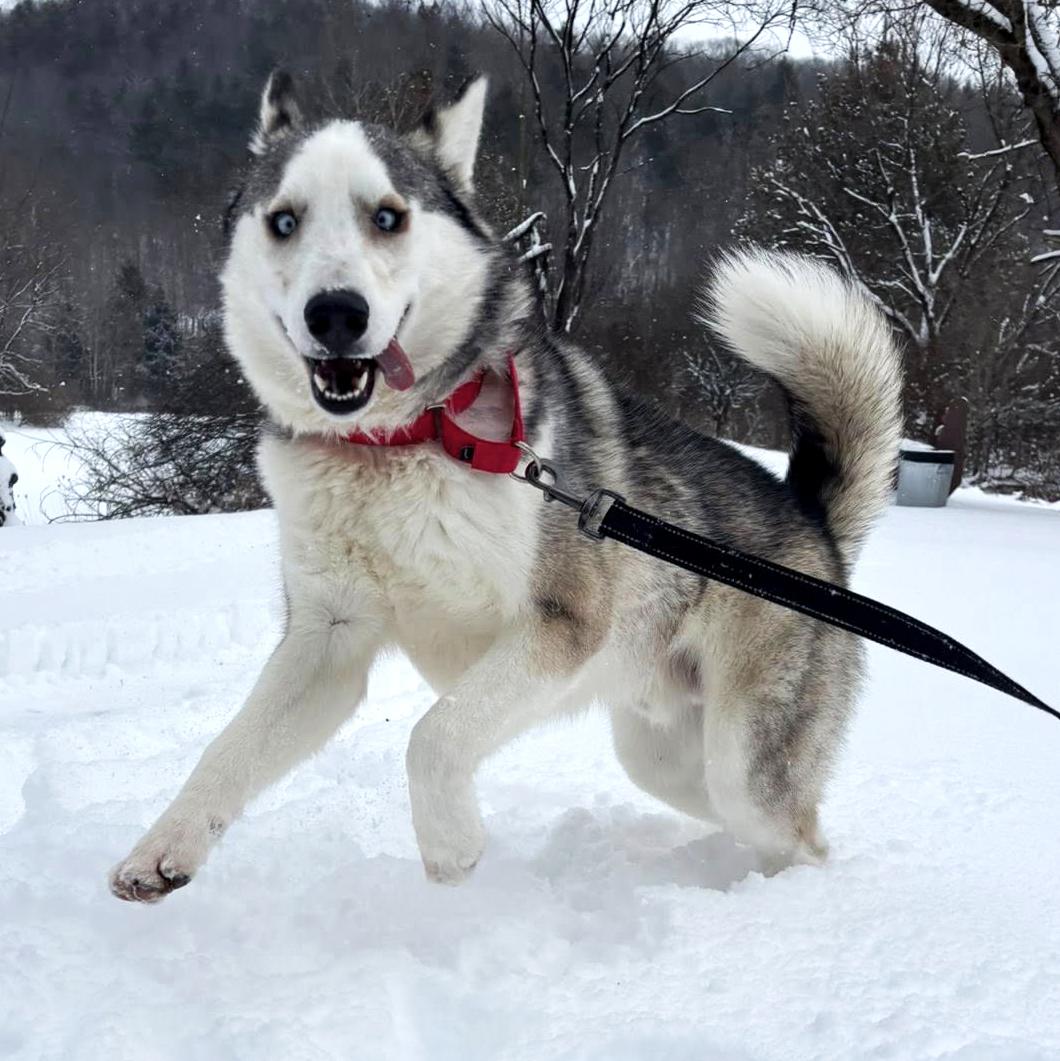 Enlarge Balto, a ADOPTABLE Husky in Olean, NY image 3/6