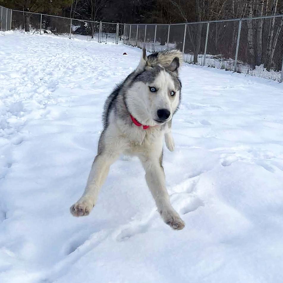 Enlarge Balto, a ADOPTABLE Husky in Olean, NY image 4/6