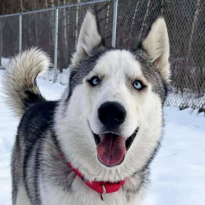 Enlarge Balto, a ADOPTABLE Husky in Olean, NY image 1/6