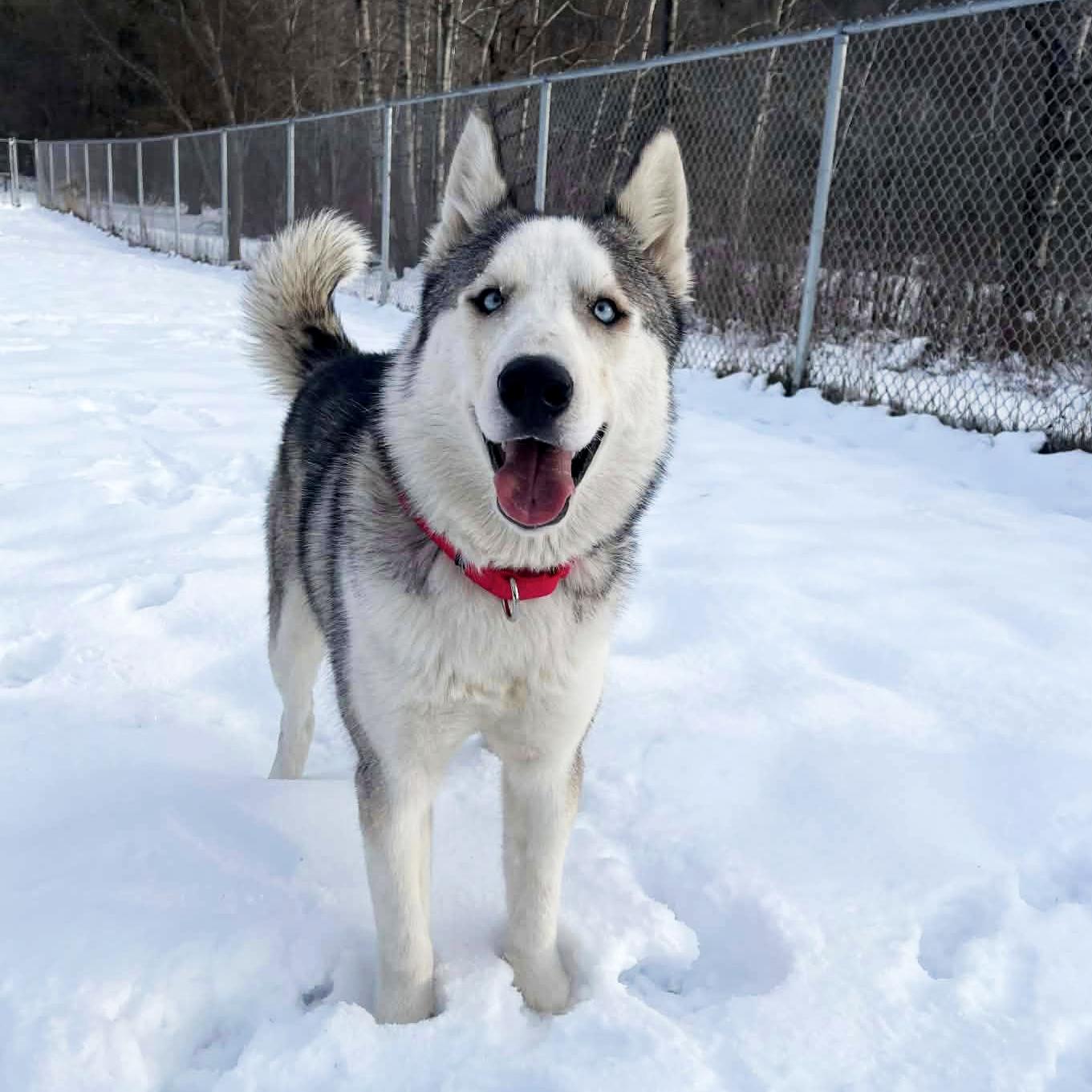 Enlarge Balto, a ADOPTABLE Husky in Olean, NY image 2/6