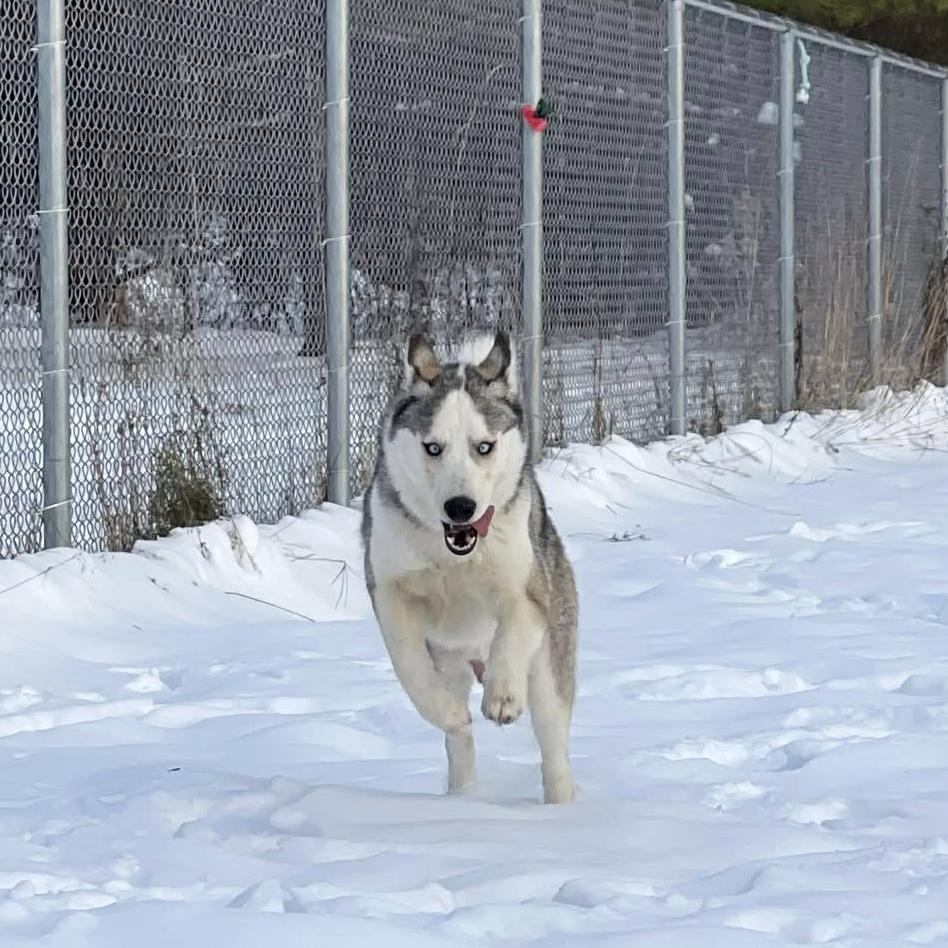 Enlarge Balto, a ADOPTABLE Husky in Olean, NY image 6/6